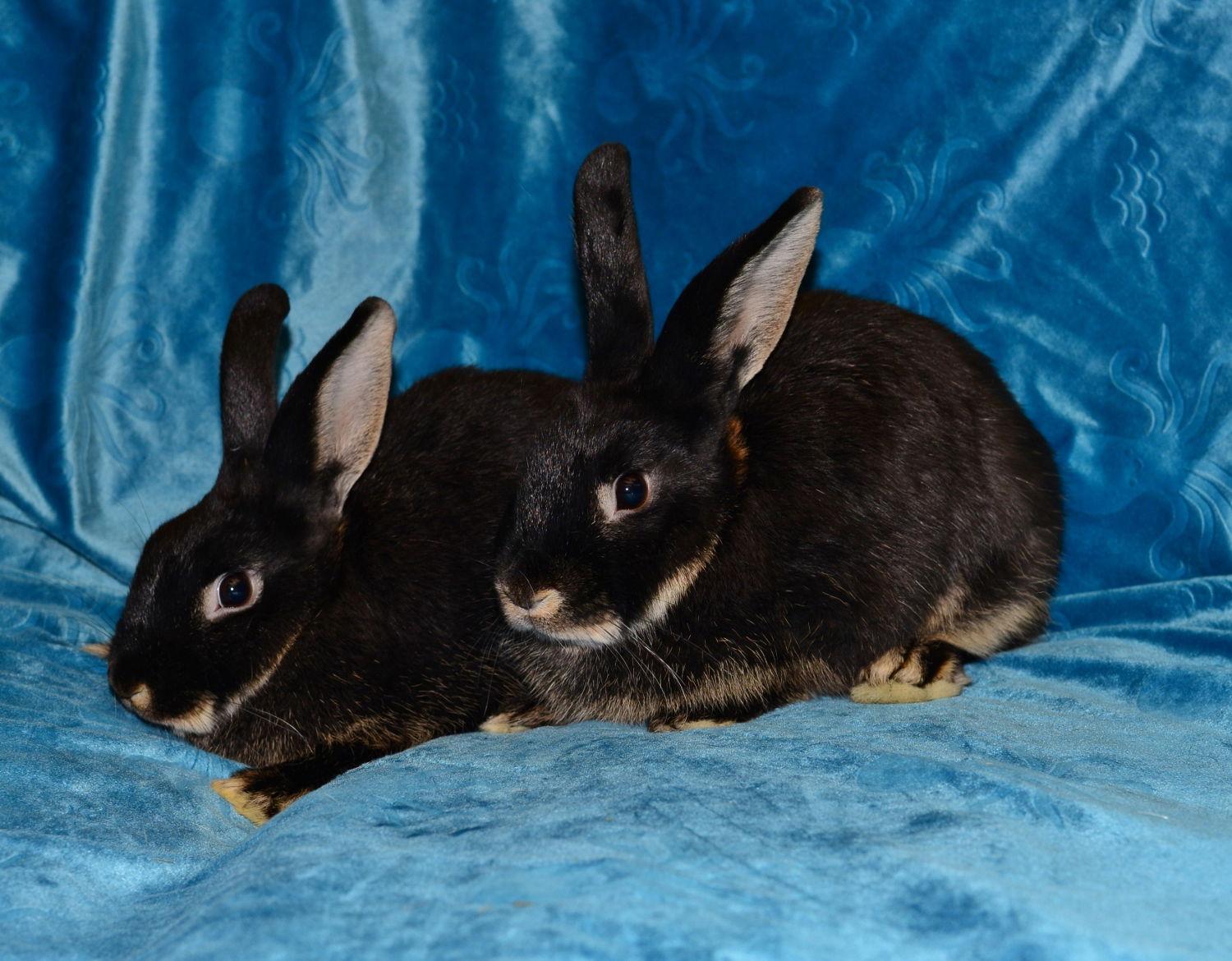 Enlarge Sydney and Skylar, a Adoptable Satin in Chesterfield, MO image 3/3