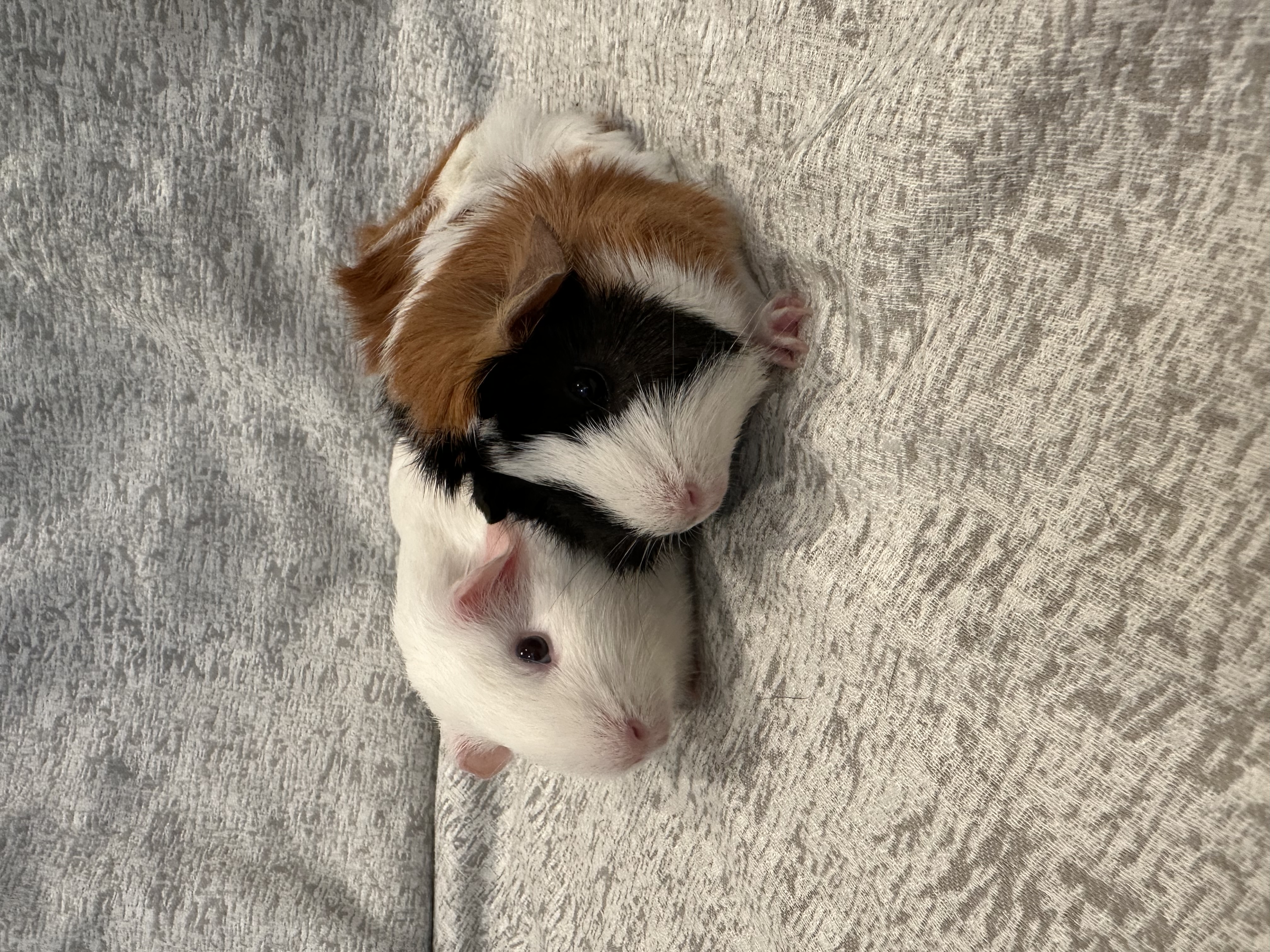 Mika & Frita, Adoptable, Baby Female Guinea Pig.