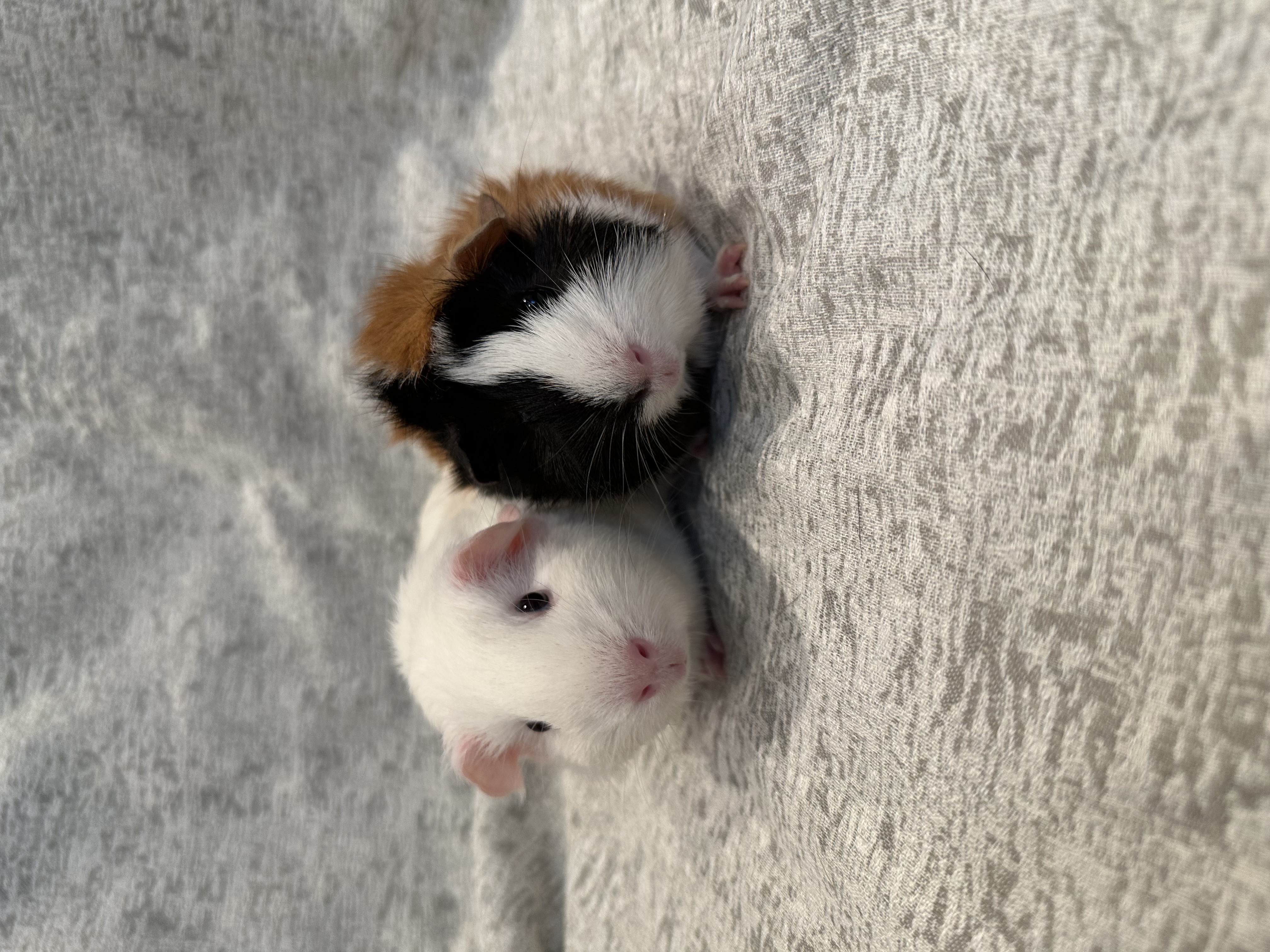 Enlarge Mika & Frita, a Adoptable Guinea Pig in Magnolia, TX image 2/6