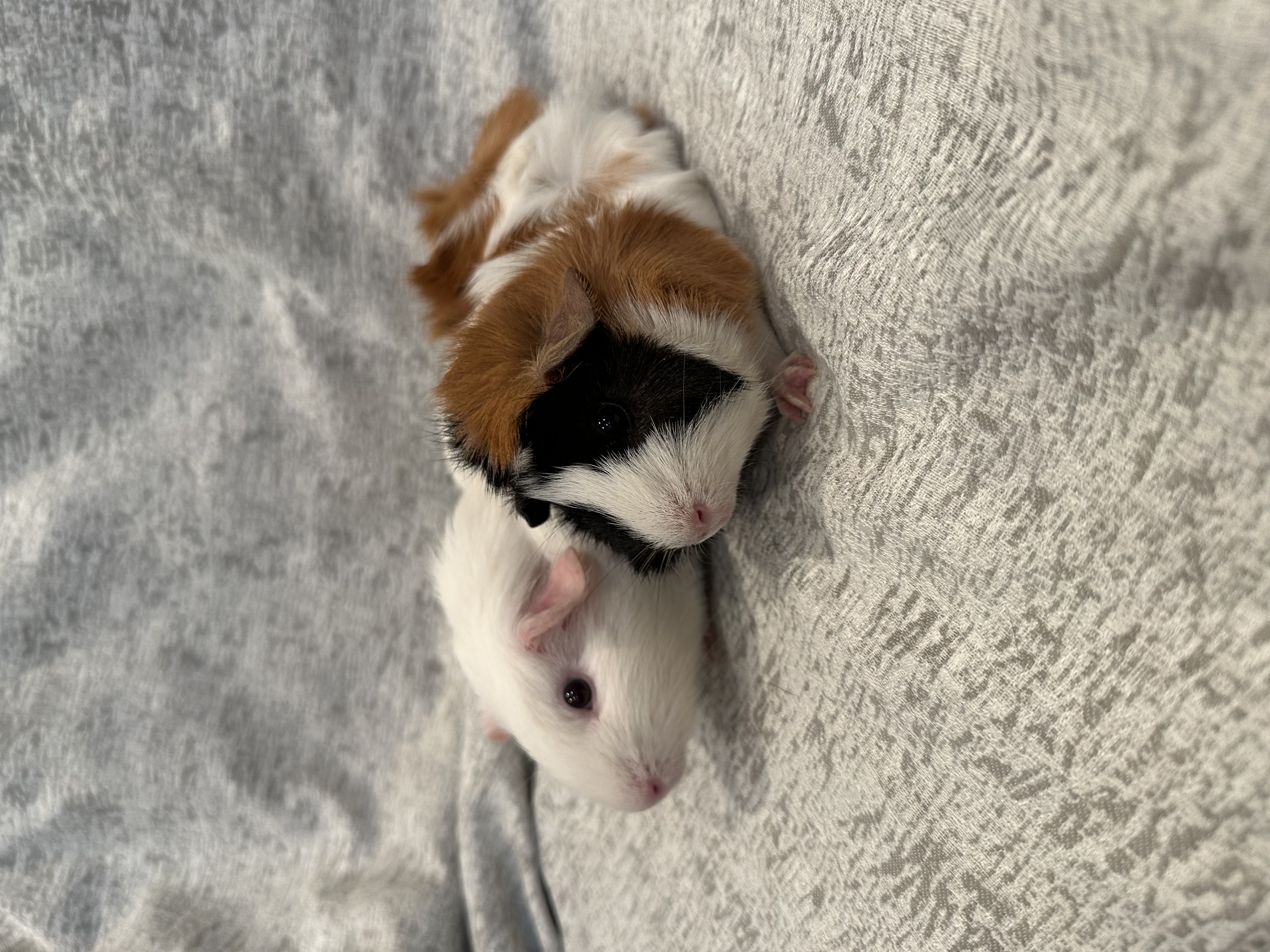 Enlarge Mika & Frita, a Adoptable Guinea Pig in Magnolia, TX image 3/6