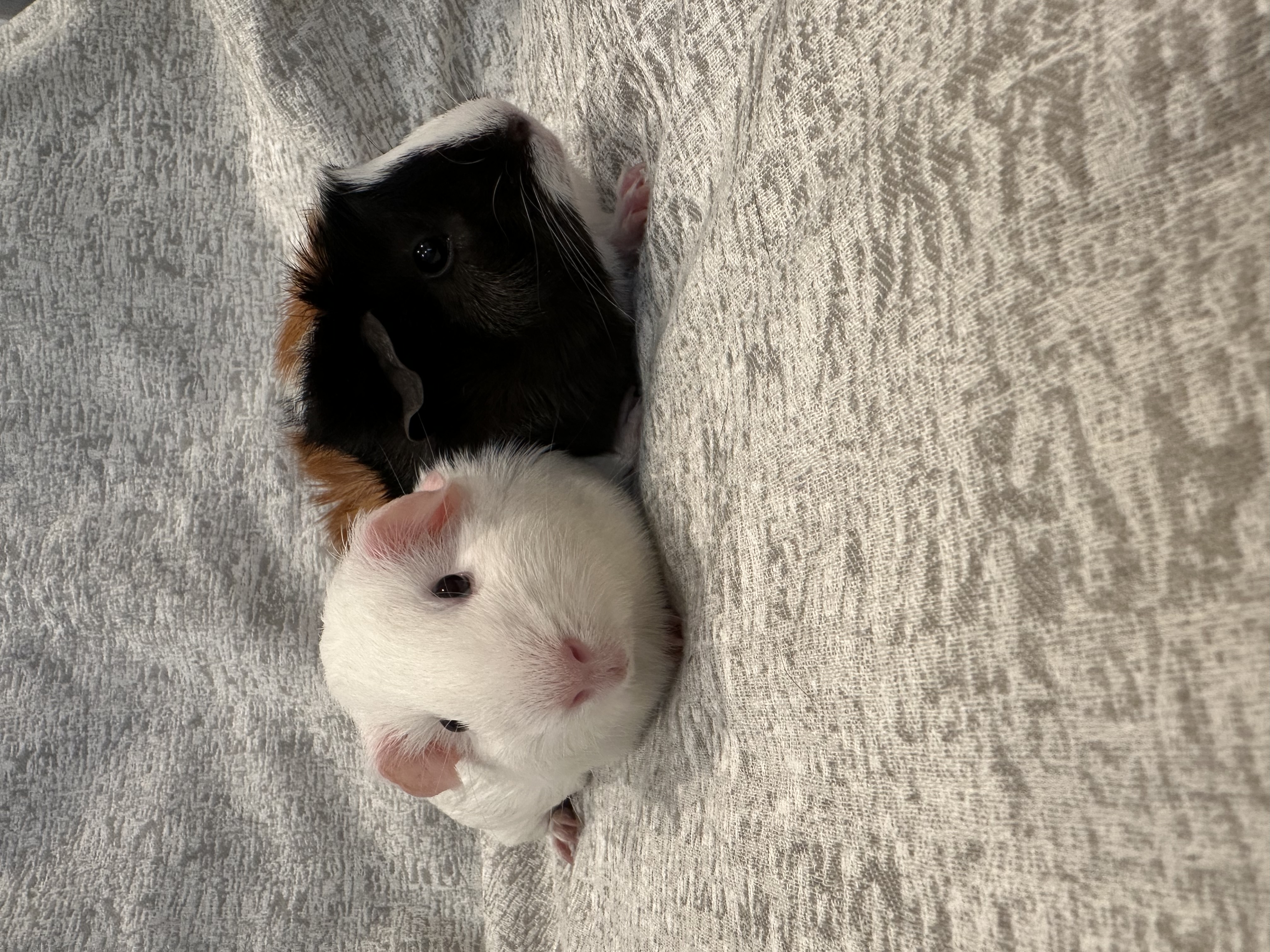 Enlarge Mika & Frita, a Adoptable Guinea Pig in Magnolia, TX image 4/6