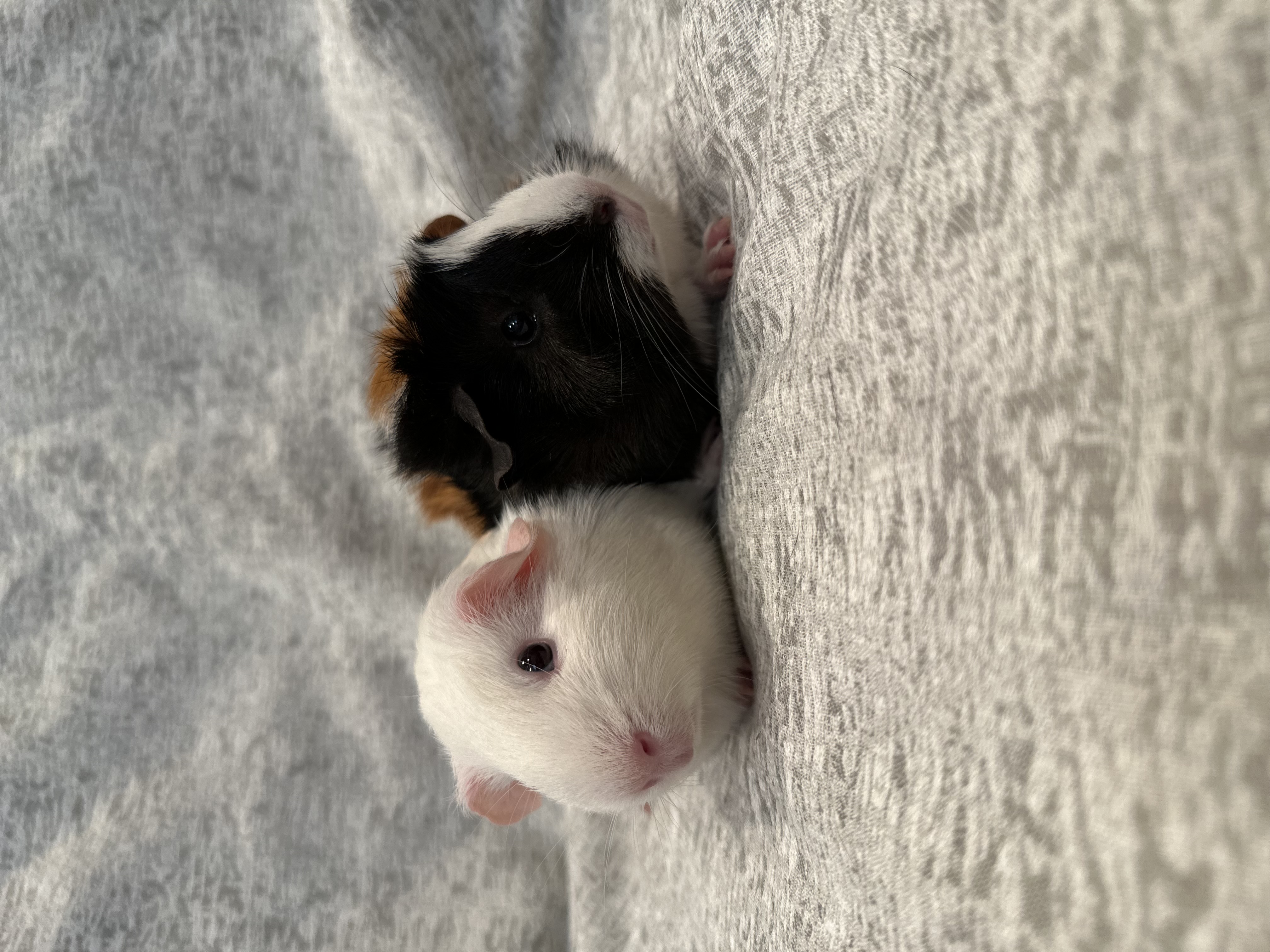 Enlarge Mika & Frita, a Adoptable Guinea Pig in Magnolia, TX image 5/6