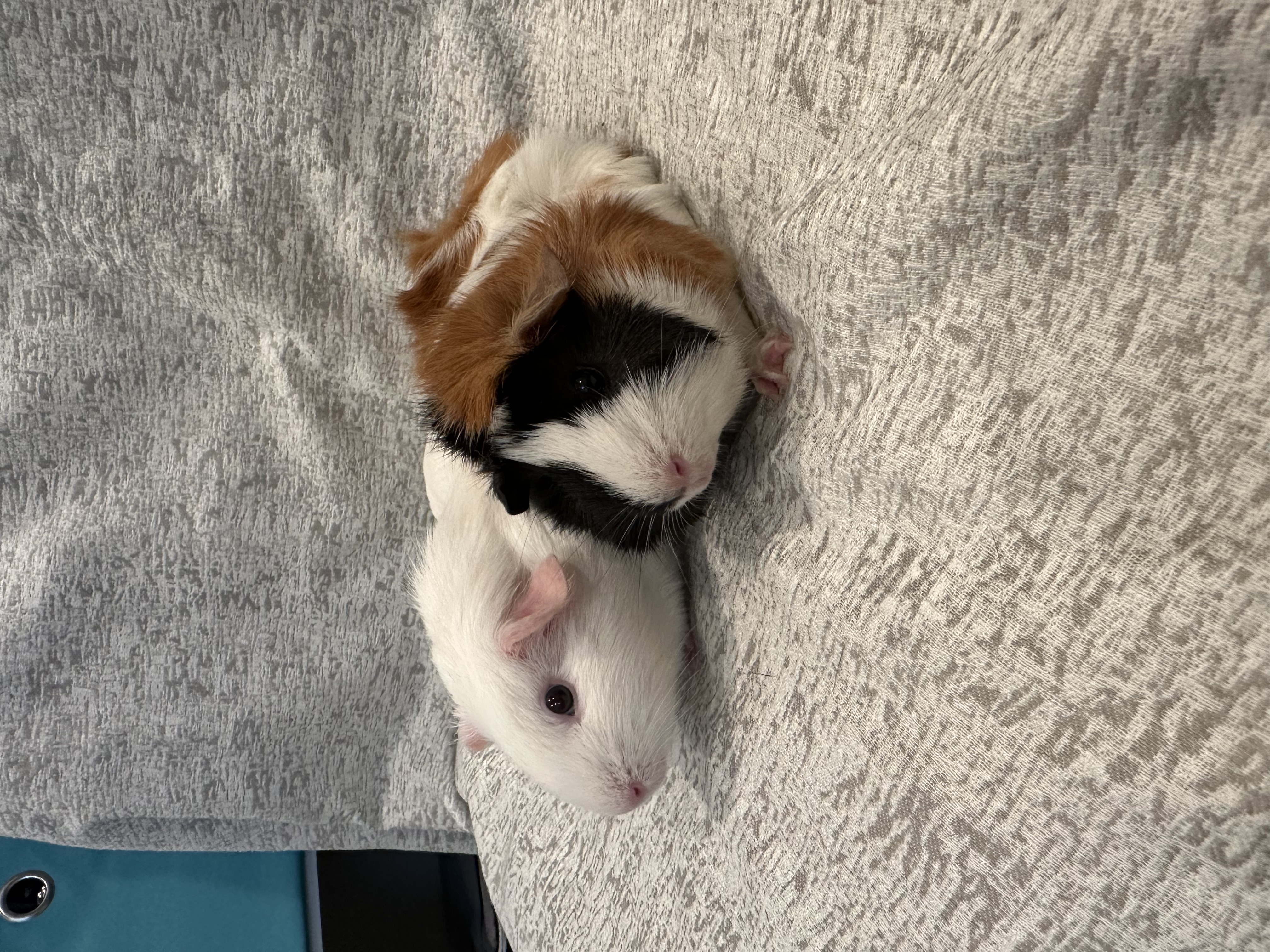 Enlarge Mika & Frita, a Adoptable Guinea Pig in Magnolia, TX image 6/6