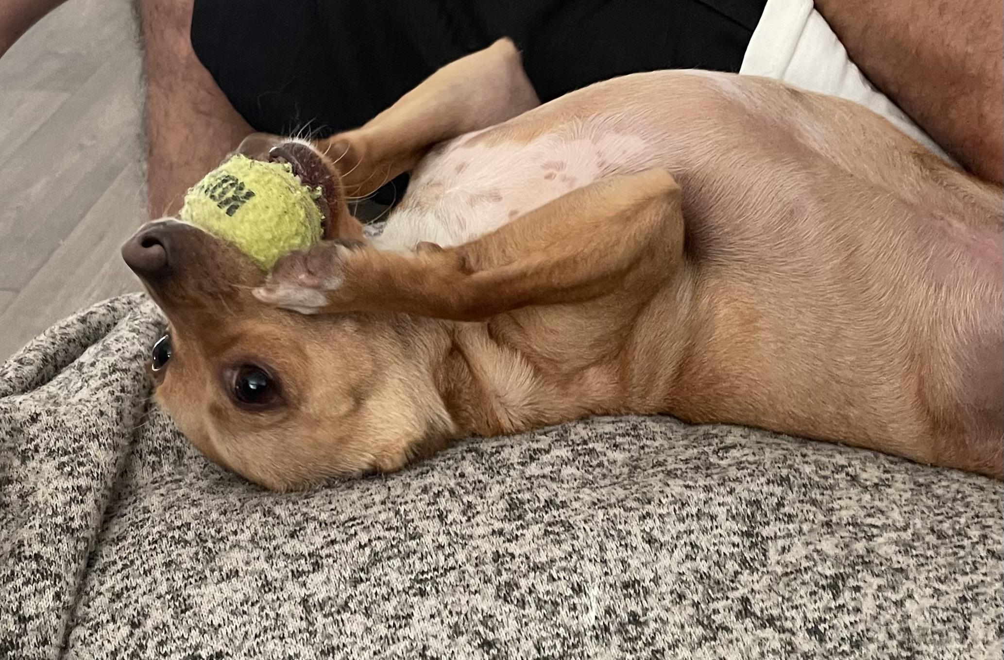 Marty, ADOPTABLE, Young Male Mixed Breed.