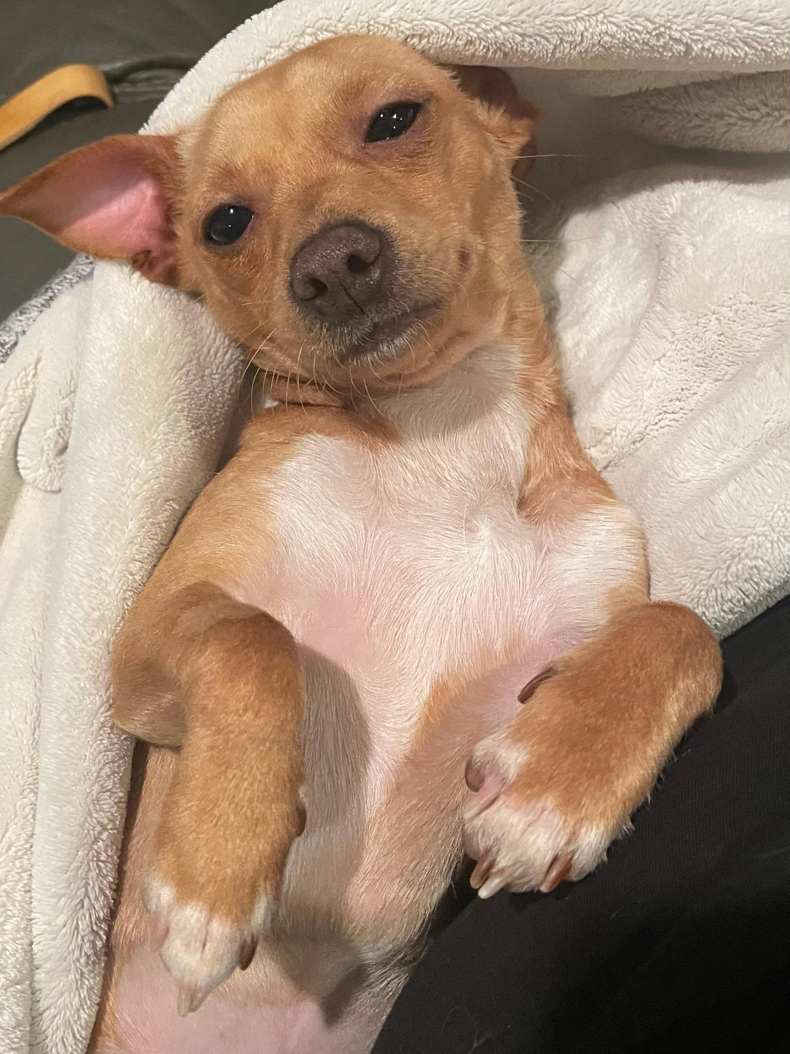 Enlarge Marty, a ADOPTABLE mixed breed in Gilroy, CA image 1/3