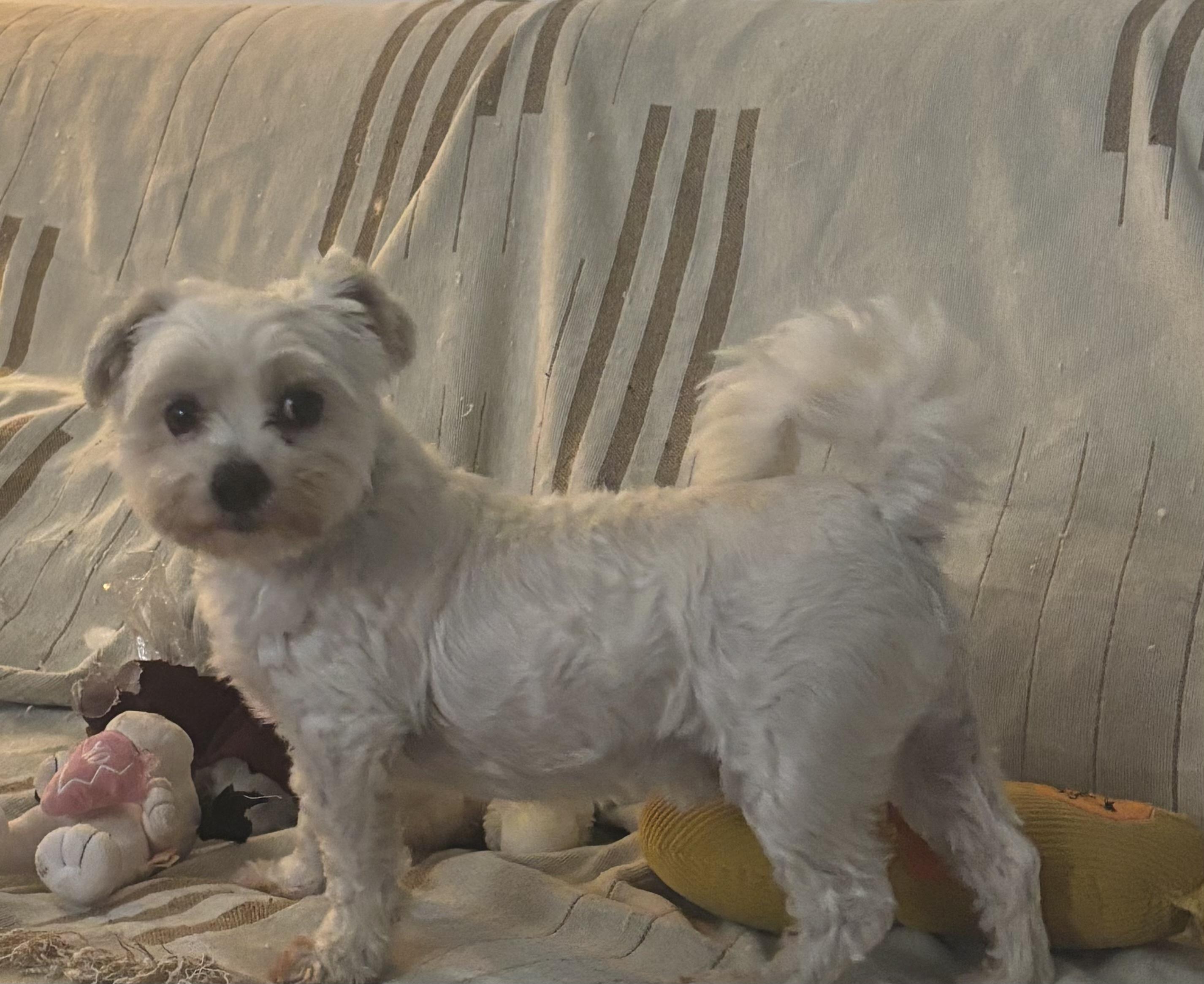 Enlarge Frankie, a Adopted mixed breed in Orlando, FL image 5/5