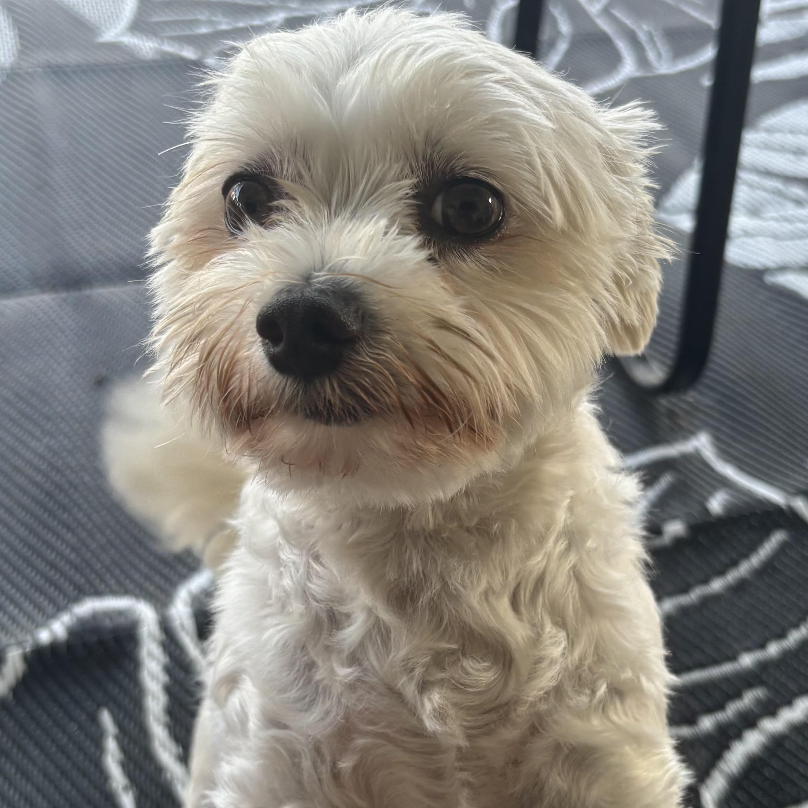 Frankie, Adopted, Adult Male Maltese.