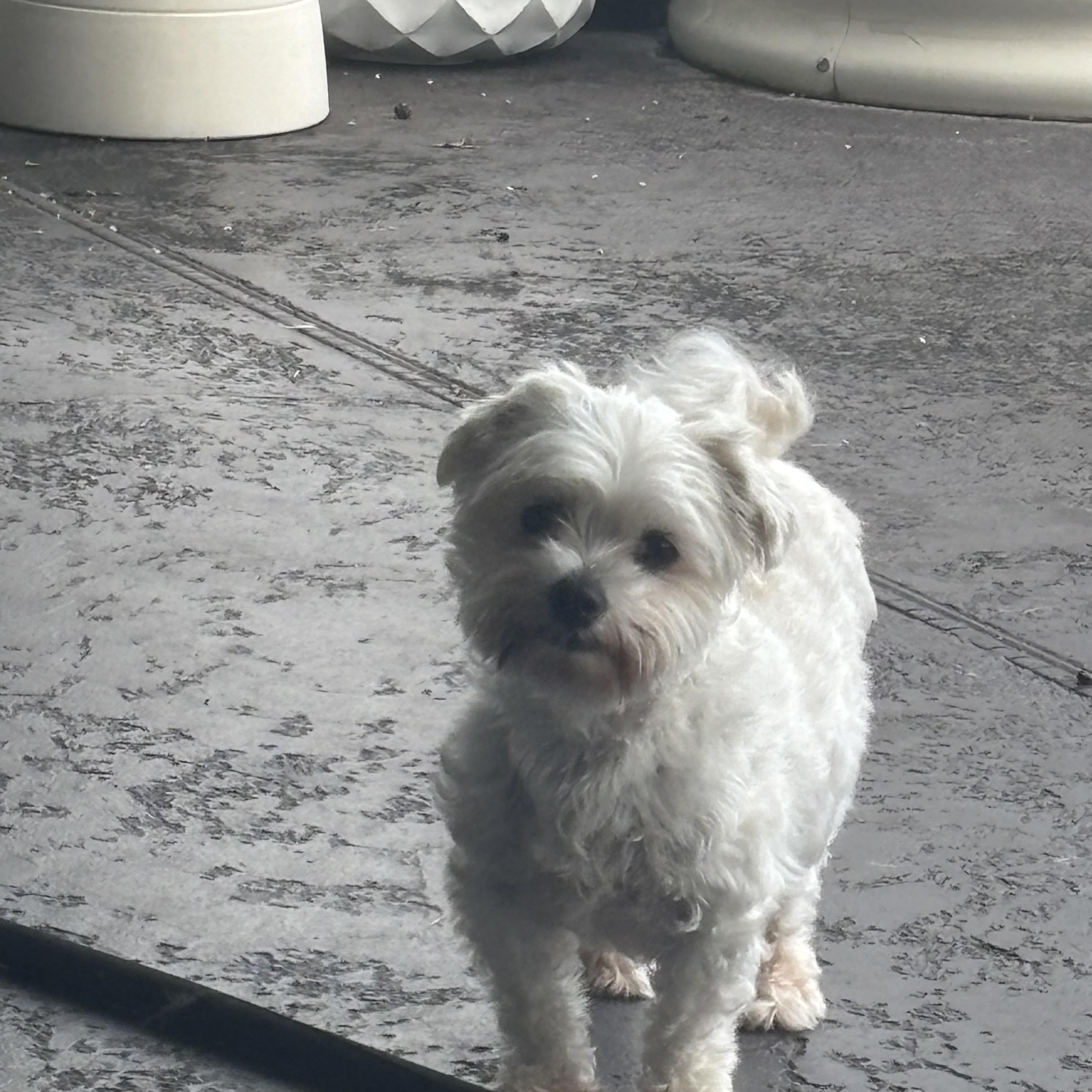 Enlarge Frankie, a Adopted mixed breed in Orlando, FL image 2/5