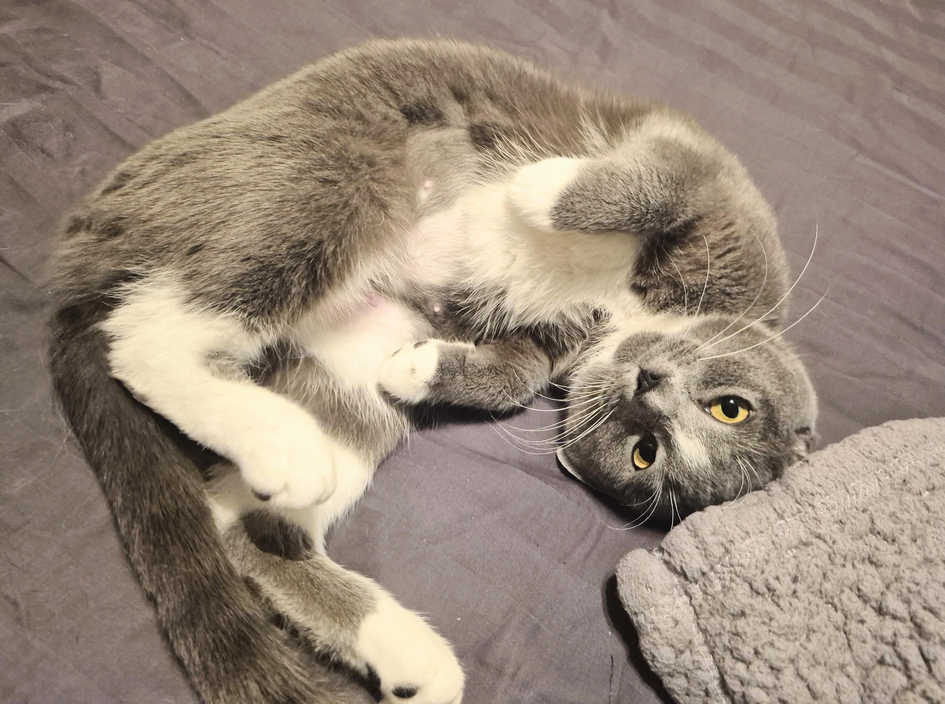 Star, an adoptable Domestic Short Hair in Winnipeg, MB, R2L 0L6 | Photo Image 3