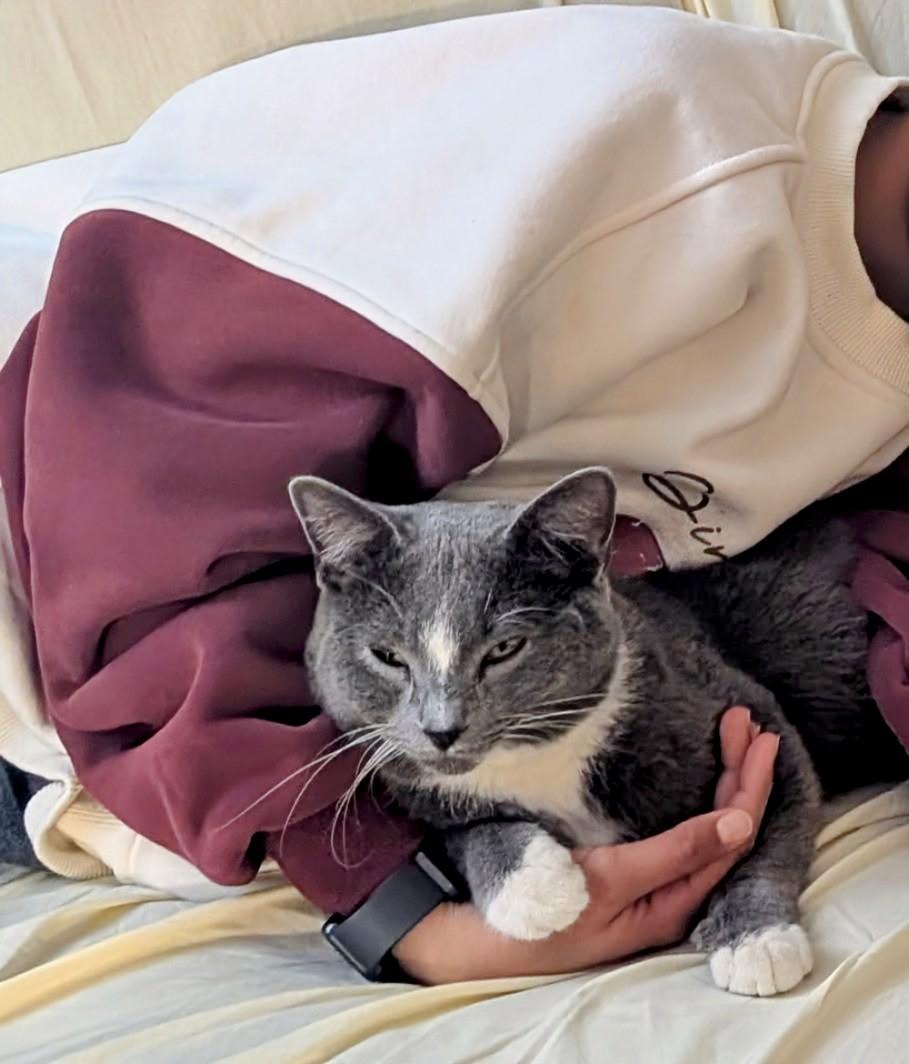 Enlarge Star, a Adoptable Domestic Short Hair in Winnipeg, MB image 5/6