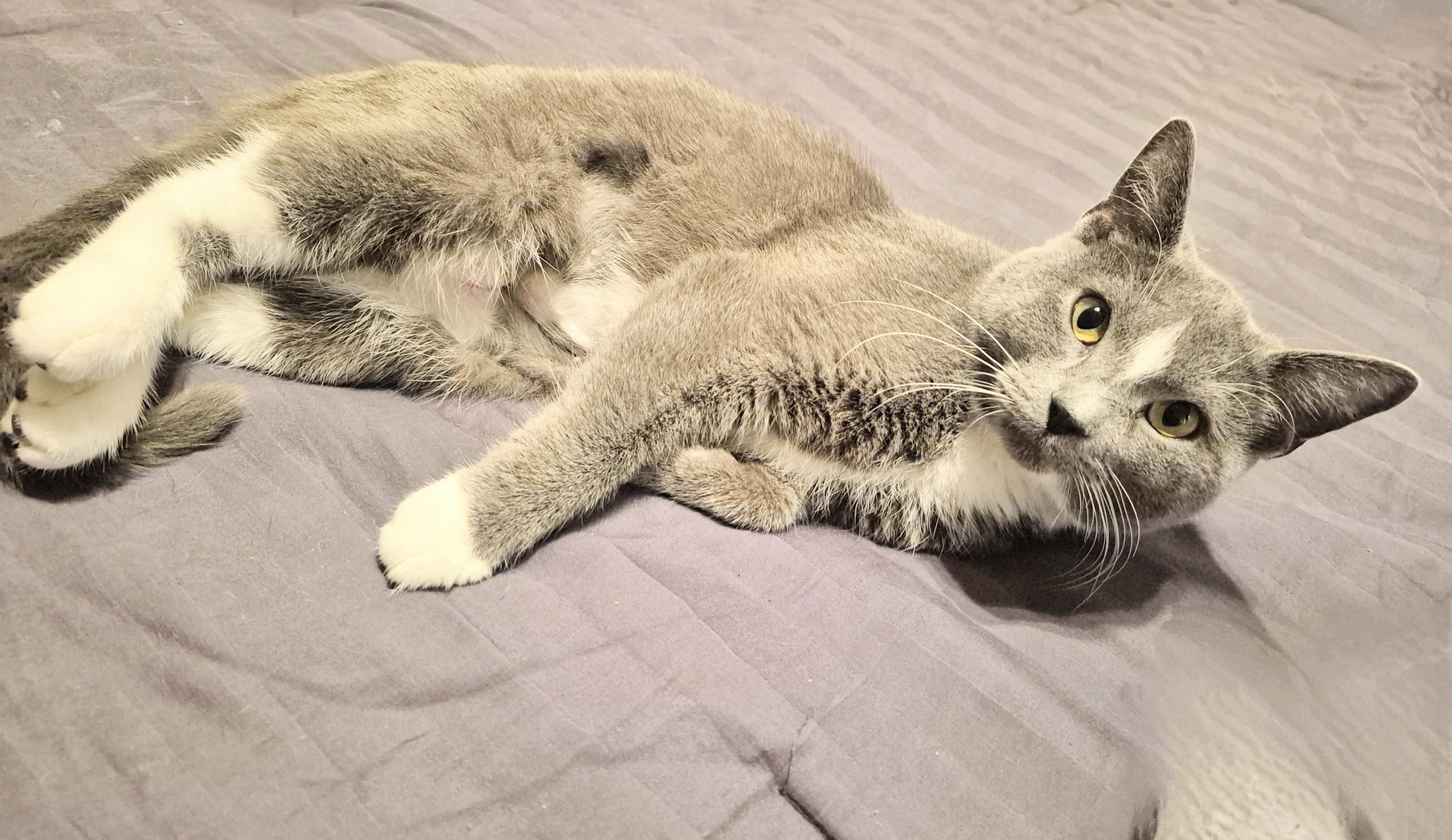 Star, Adoptable, Young Female Domestic Short Hair.