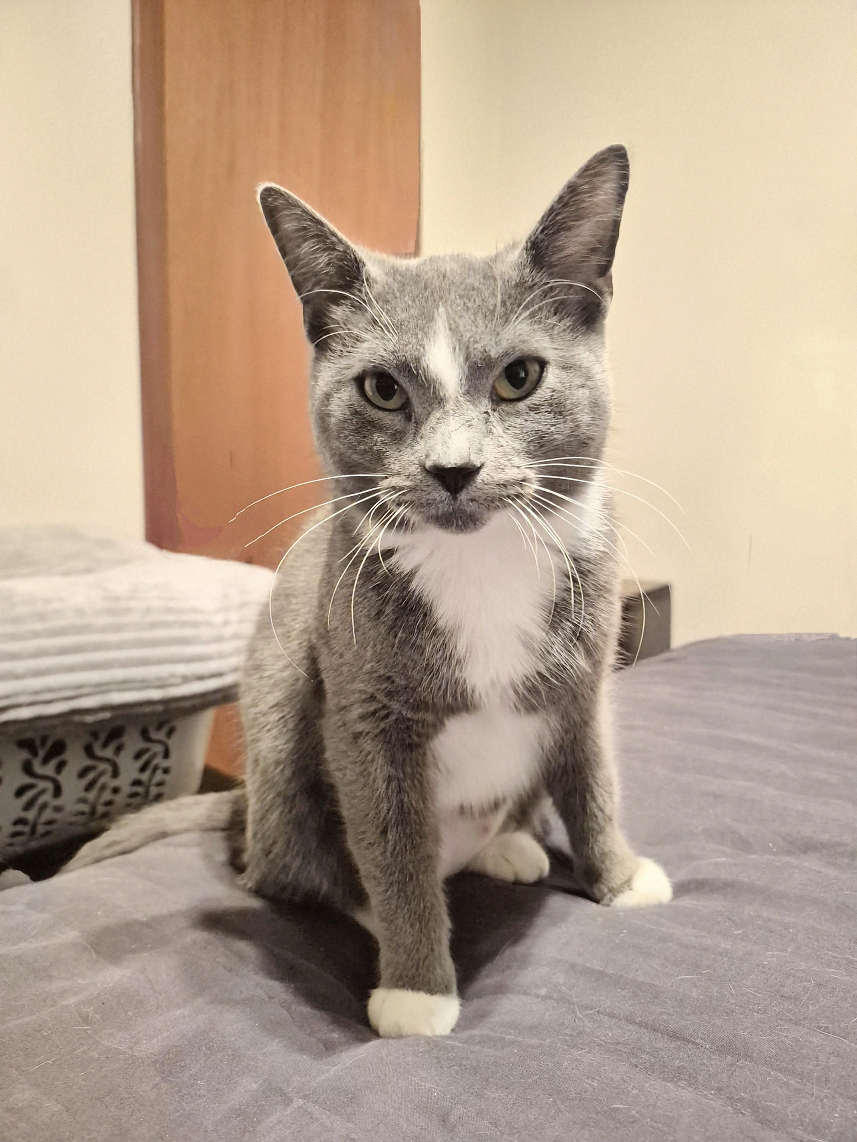 Star, an adoptable Domestic Short Hair in Winnipeg, MB, R2L 0L6 | Photo Image 4