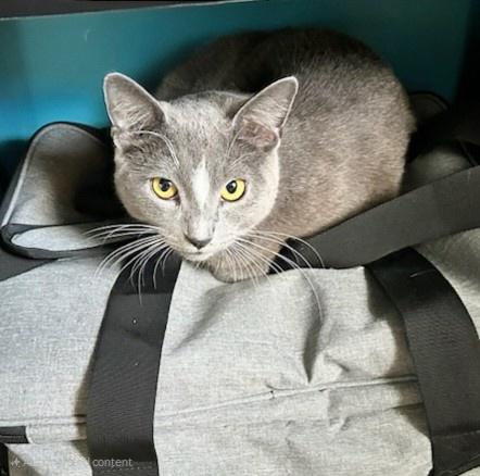 Star, an adoptable Domestic Short Hair in Winnipeg, MB, R2L 0L6 | Photo Image 2