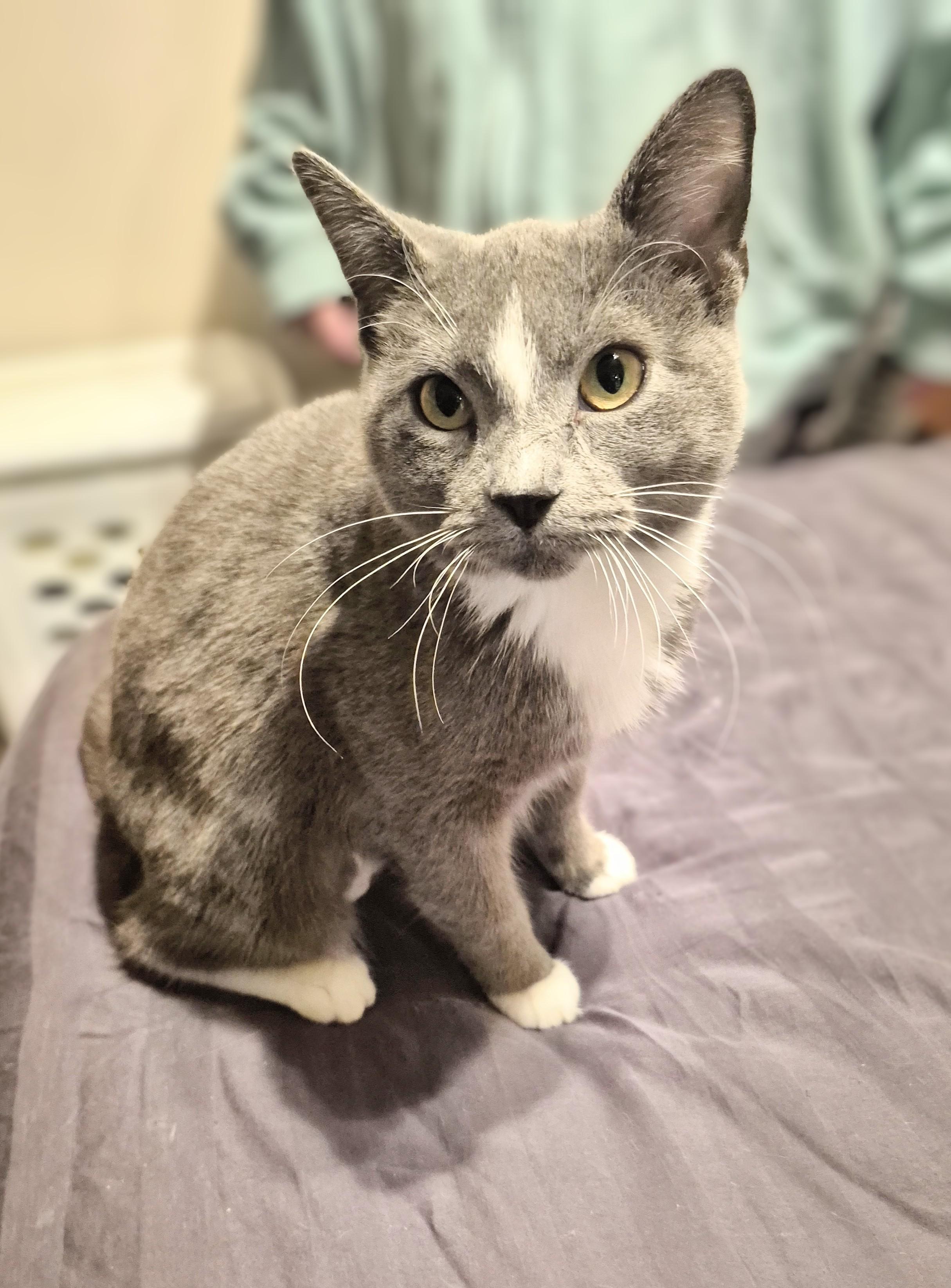 Enlarge Star, a Adoptable Domestic Short Hair in Winnipeg, MB image 2/5