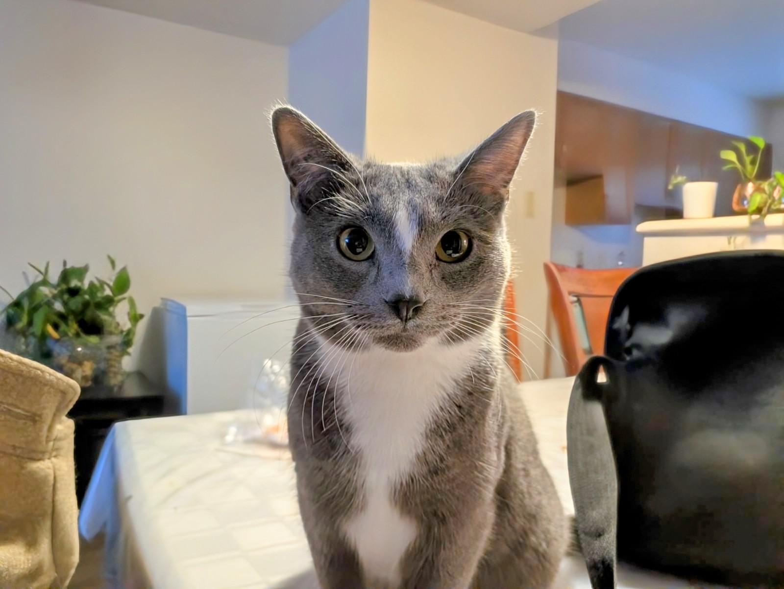 Star, Adoptable, Young Female Domestic Short Hair.