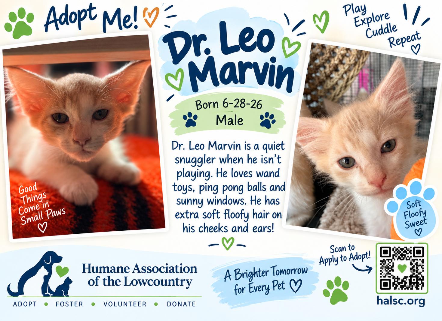 Enlarge Dr Leo Marvin, a Adopted Domestic Short Hair in Beaufort, SC image 2/4