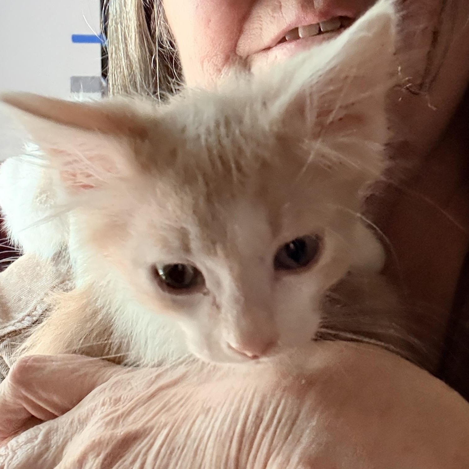 Enlarge Dr Leo Marvin, a Adopted Domestic Short Hair in Beaufort, SC image 3/4