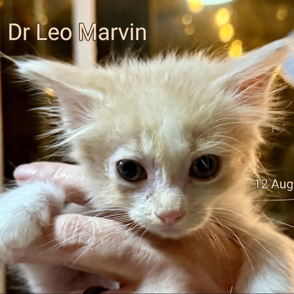 Dr Leo Marvin, Adopted, Kitten Male Domestic Short Hair.