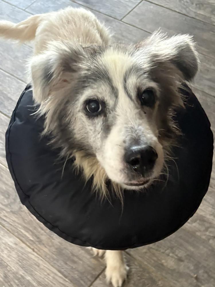 Montana, Adoptable, Senior Male Border Collie & Husky.
