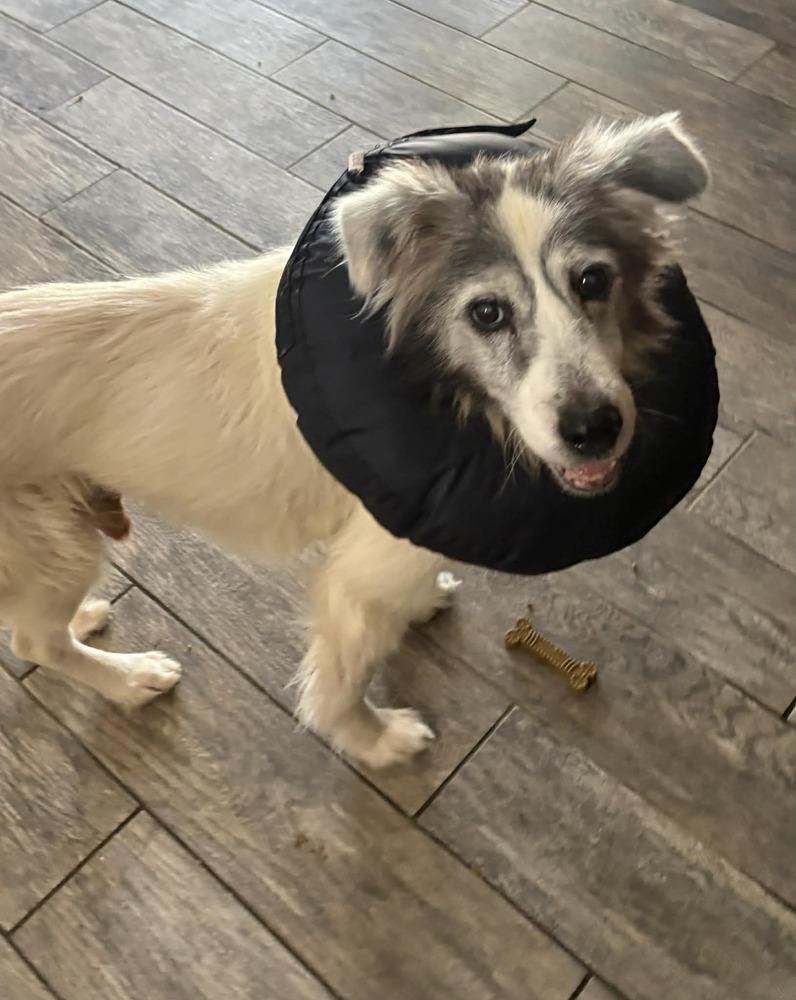 Enlarge Montana, a Adoptable mixed breed in harrison city, PA image 2/3