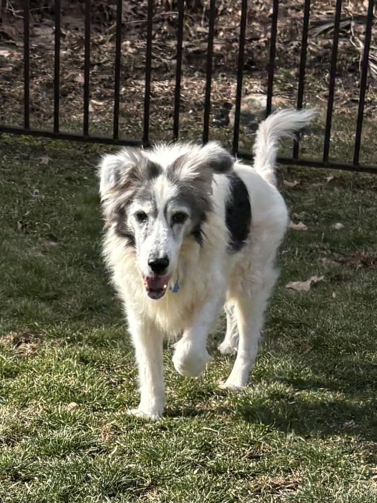 Enlarge Montana, a Adoptable mixed breed in harrison city, PA image 3/3