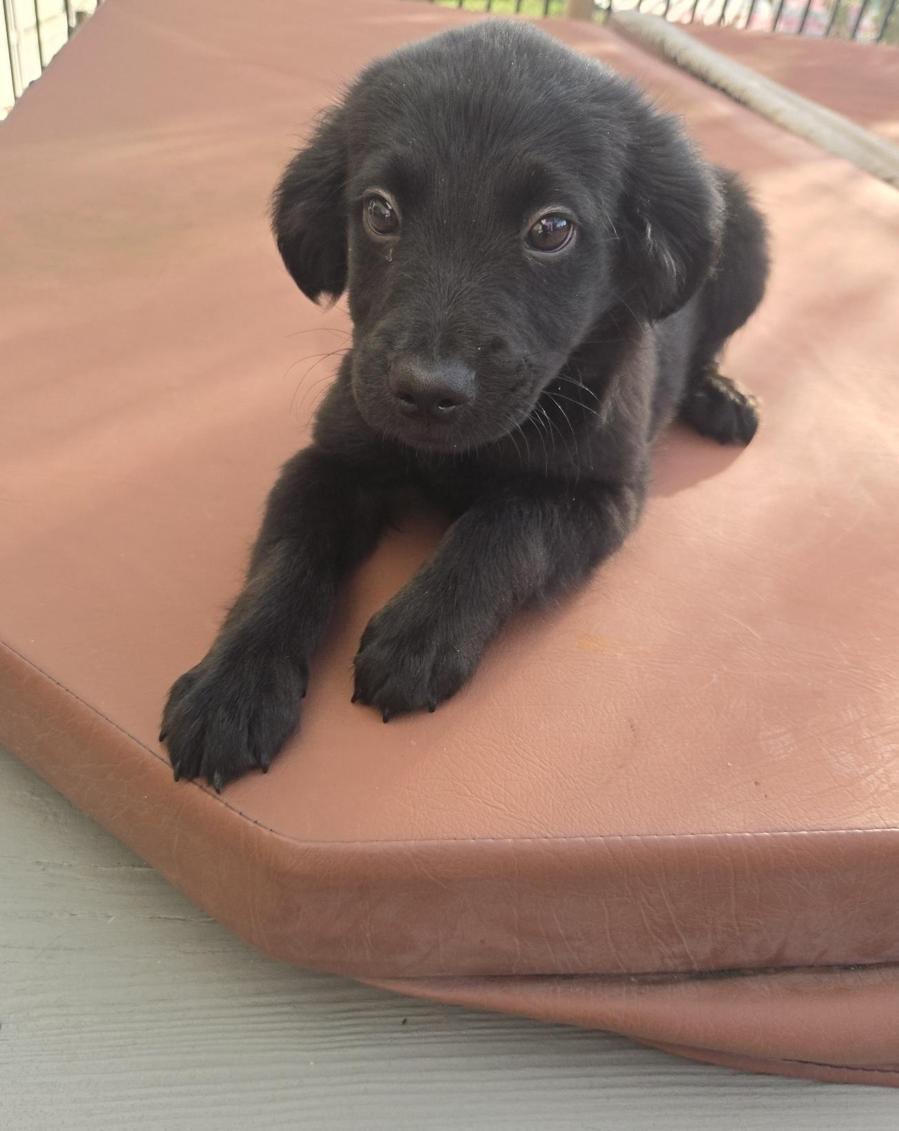 Corky, an adoptable mixed breed in Orlando, FL image 5/6