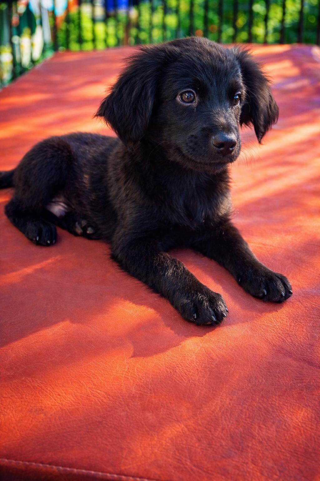 Corky, an adoptable mixed breed in Orlando, FL image 6/6