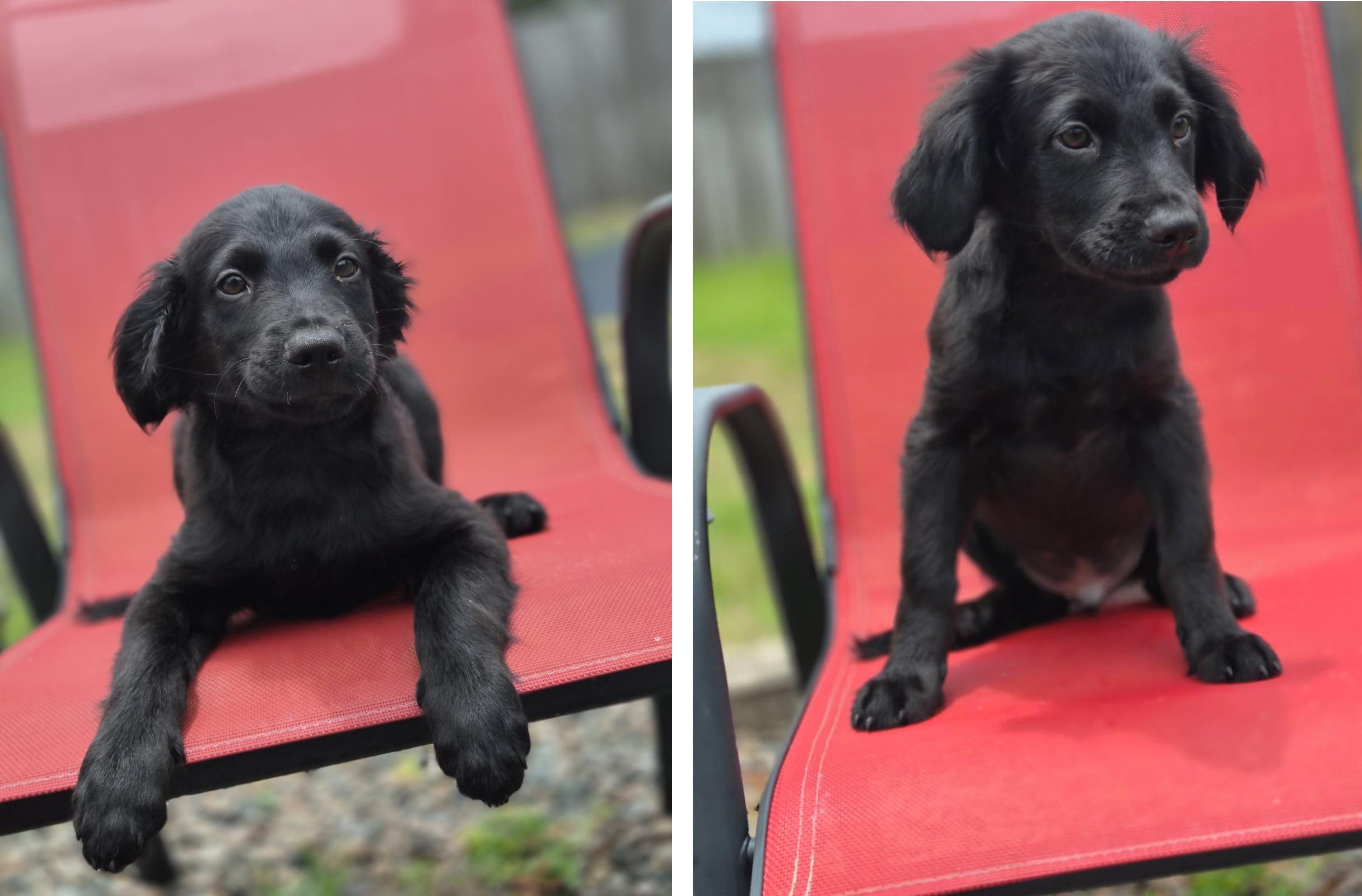 Corky, adoptable, Puppy Male Retriever.