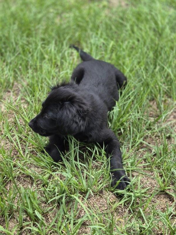 Corky, an adoptable mixed breed in Orlando, FL image 3/6