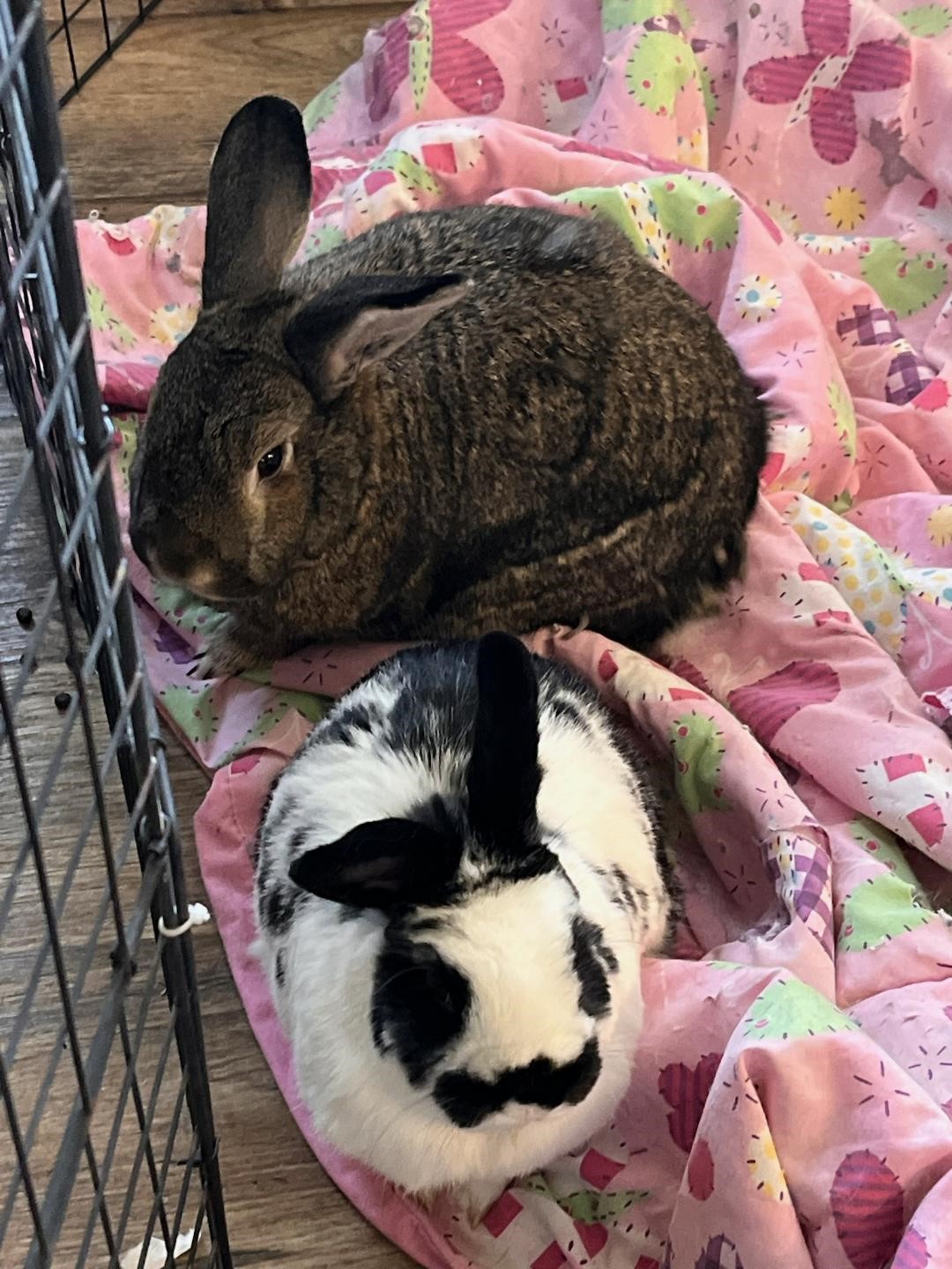 Rabbit for adoption - Panda Boy & Cinder, an American Sable in Gig ...