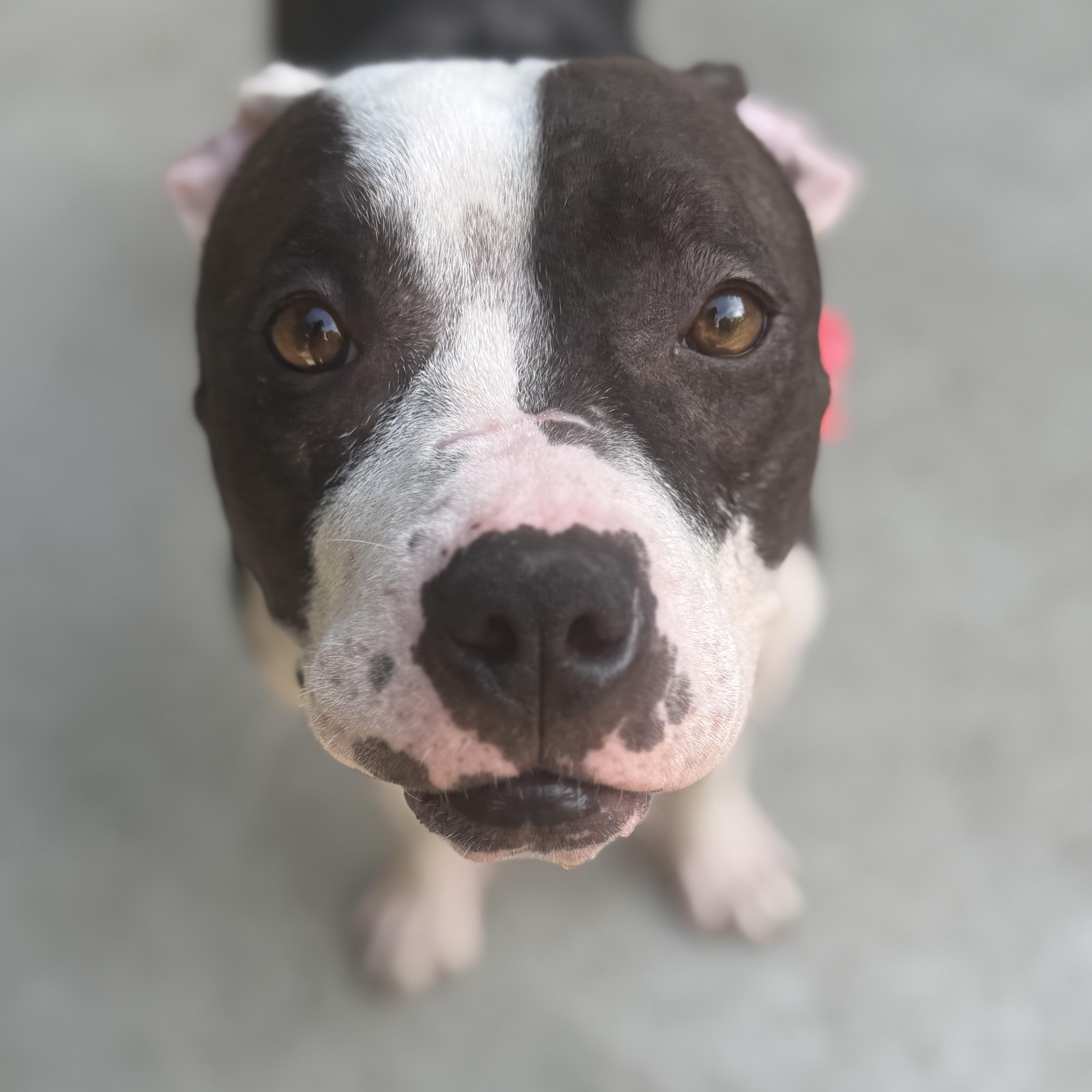 Enlarge Georgie, a Adoptable Pit Bull Terrier in Sun Valley, CA image 3/6