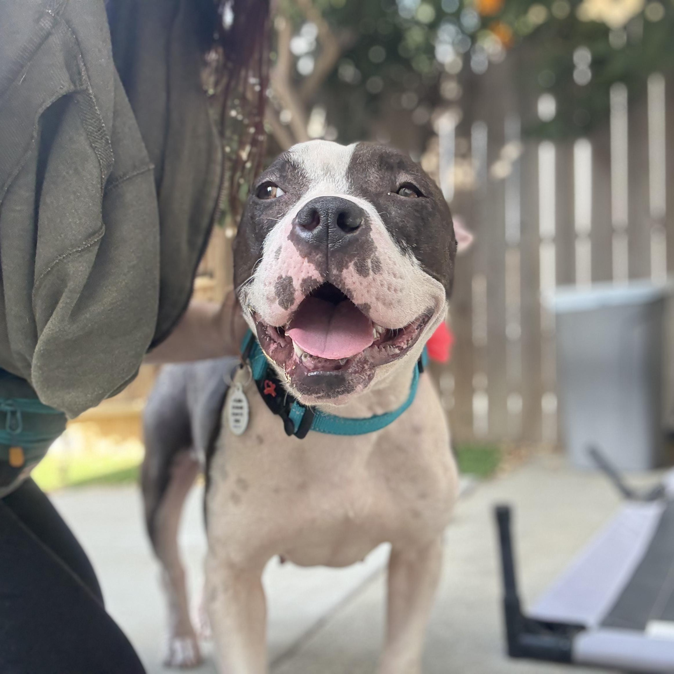 Enlarge Georgie, a Adoptable Pit Bull Terrier in Sun Valley, CA image 5/6