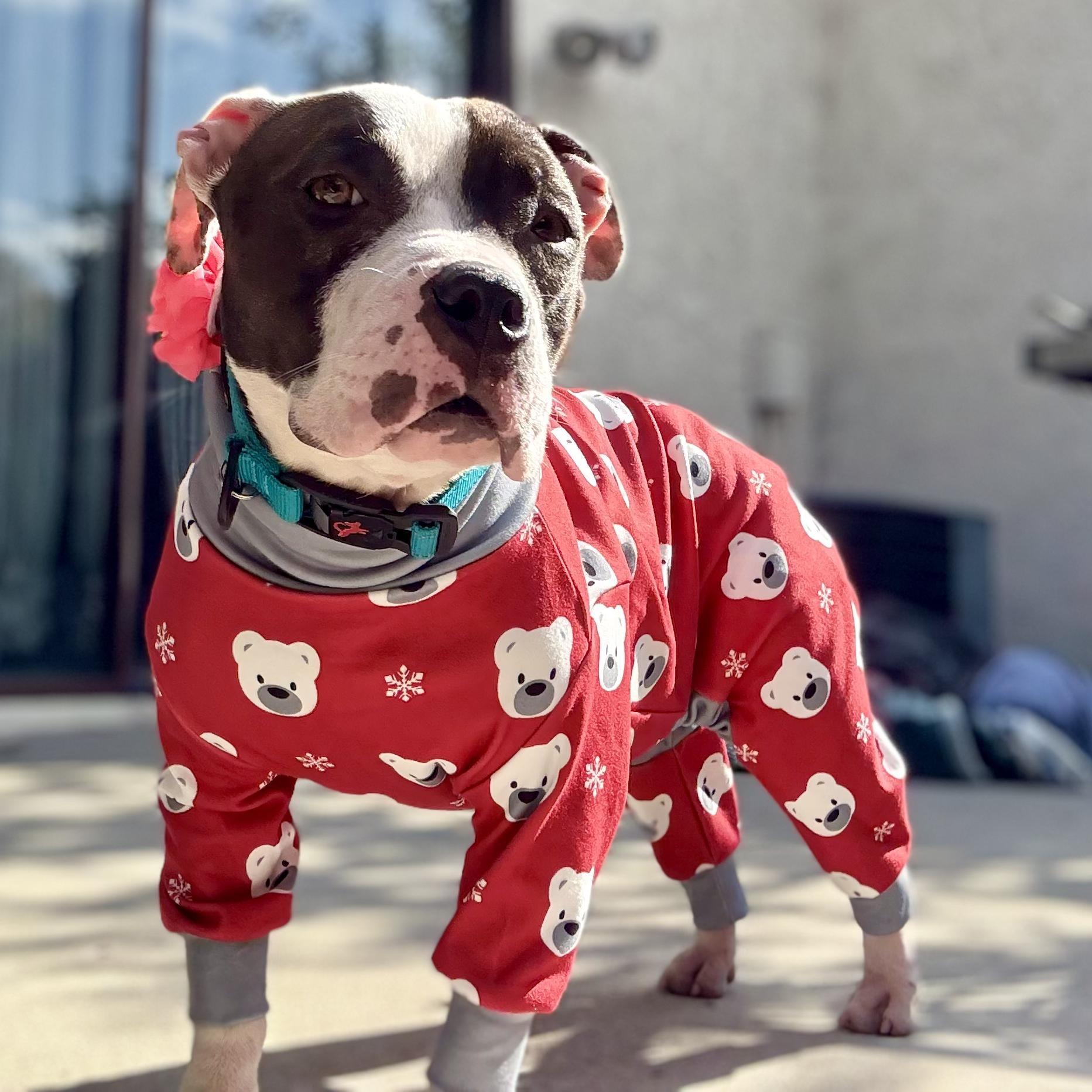 Enlarge Georgie, a Adoptable Pit Bull Terrier in Sun Valley, CA image 6/6
