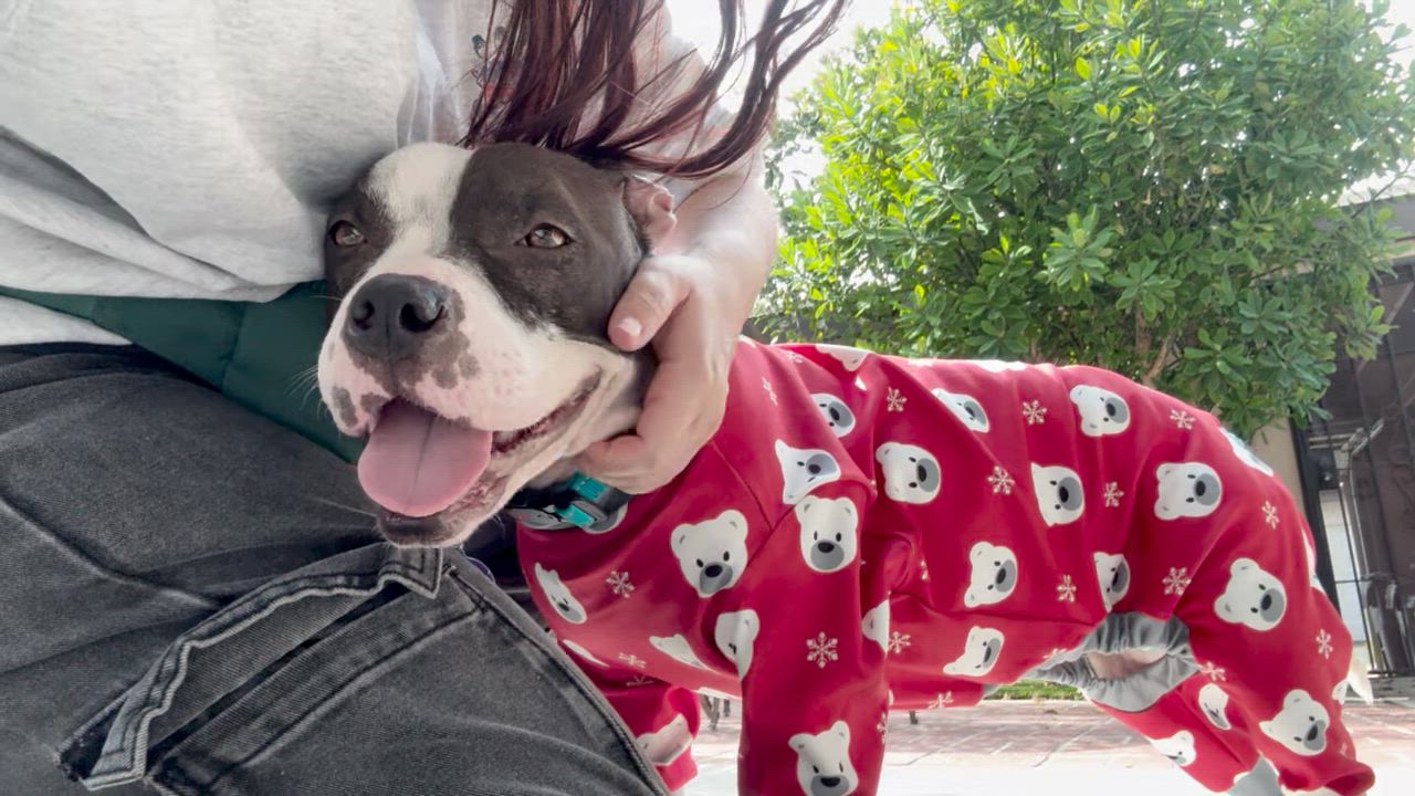 Enlarge Georgie, a Adoptable Pit Bull Terrier in Sun Valley, CA video 4/6