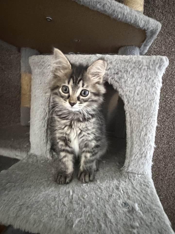 Enlarge Eowyn, an adopted Domestic Long Hair in Cleveland, OH image 1/3