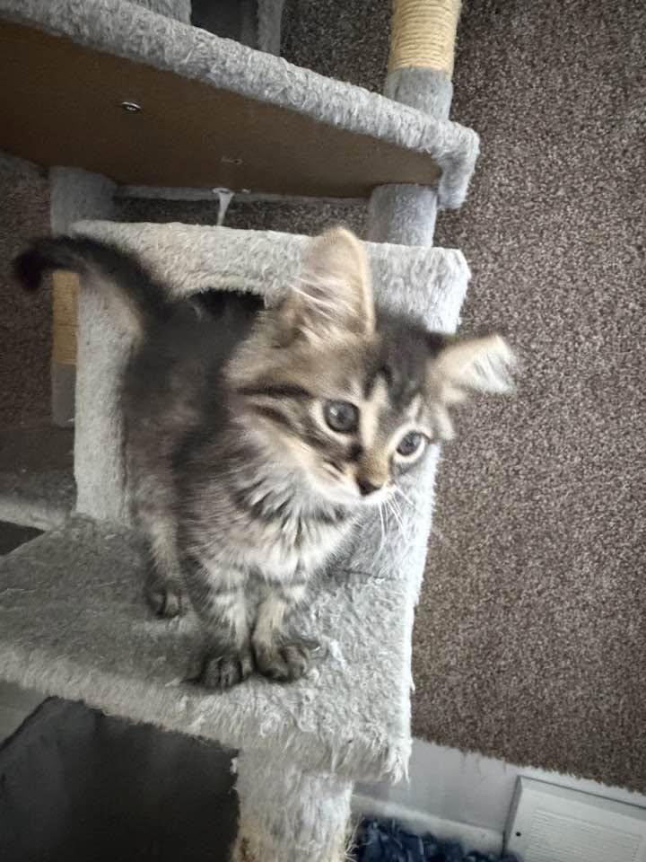 Enlarge Eowyn, an adopted Domestic Long Hair in Cleveland, OH image 2/3