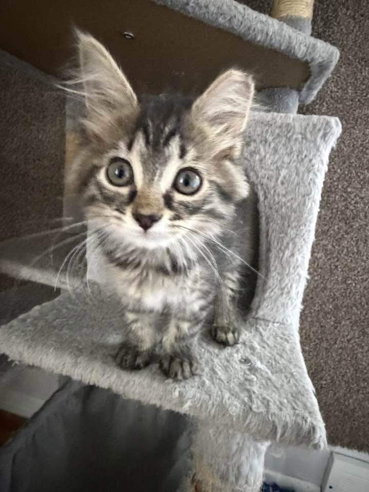 Enlarge Eowyn, an adopted Domestic Long Hair in Cleveland, OH image 3/3