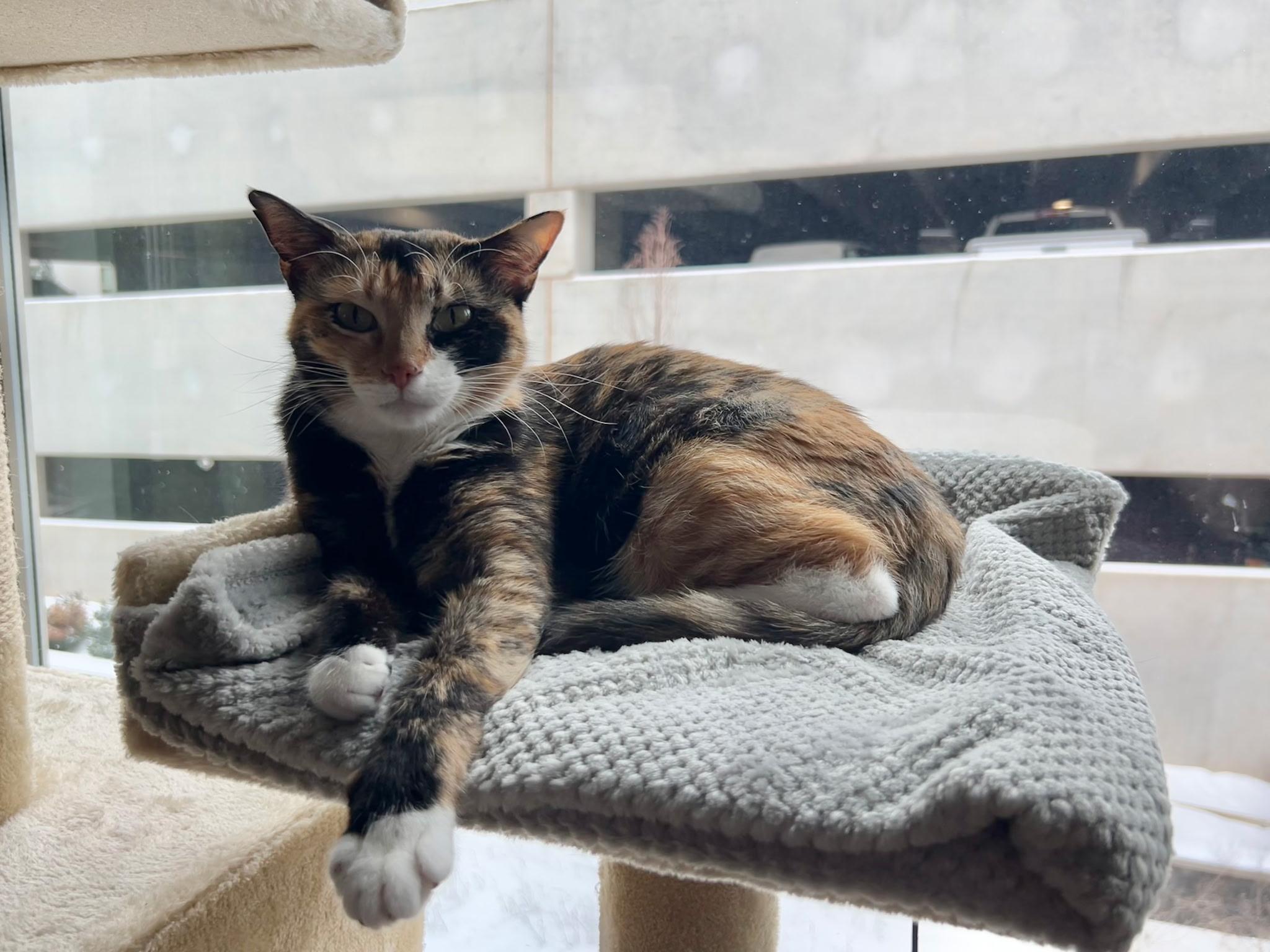 Enlarge Eva, an adoptable Domestic Short Hair in Tulsa, OK image 2/5