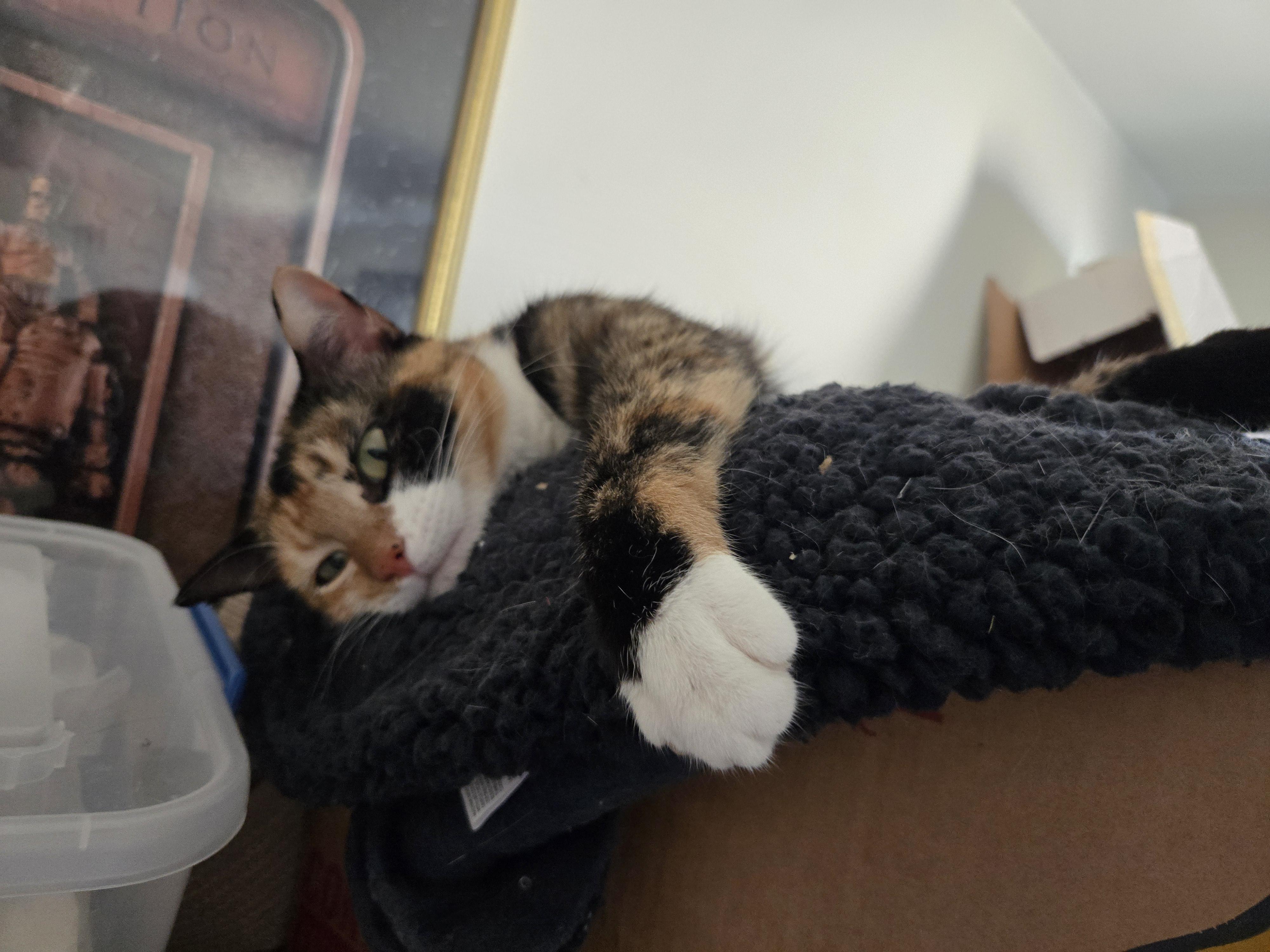 Enlarge Eva, a ADOPTABLE Domestic Short Hair in Tulsa, OK image 2/3