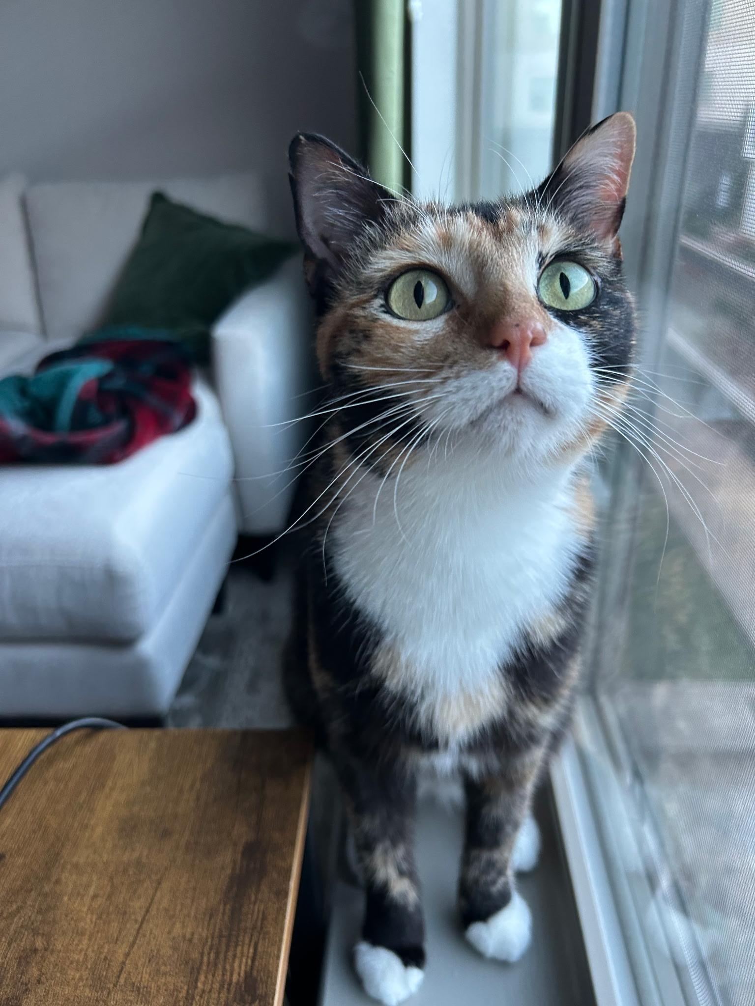 Enlarge Eva, an adoptable Domestic Short Hair in Tulsa, OK image 1/5