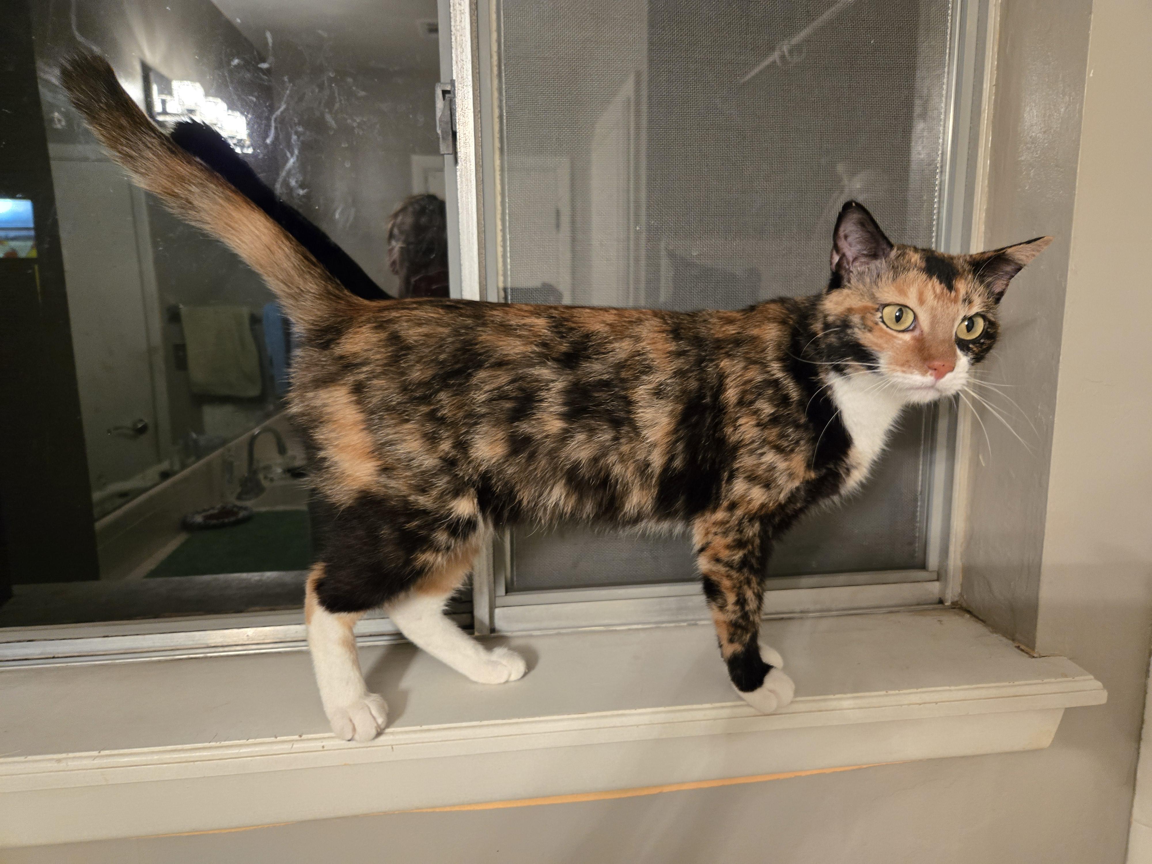 Enlarge Eva, a ADOPTABLE Domestic Short Hair in Tulsa, OK image 1/3