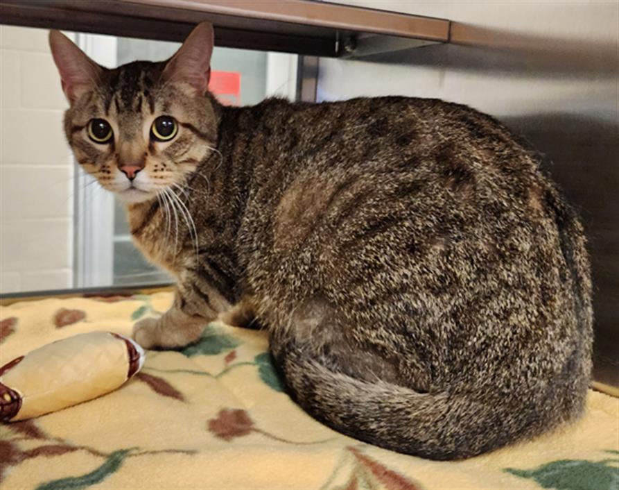 Cat for adoption Preston A205817, a Domestic Short Hair in Plano, TX