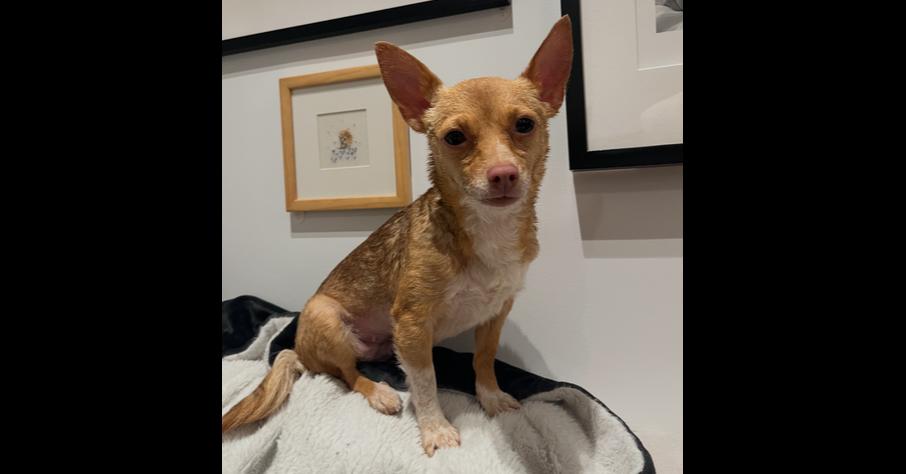 Sage, Adoptable, Adult Female Chihuahua.