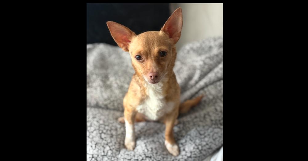 Enlarge Sage, a Adoptable mixed breed in New York, NY image 2/6