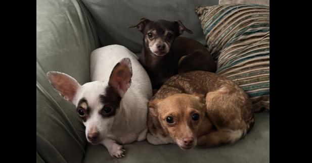 Enlarge Sage, a Adoptable mixed breed in New York, NY image 3/6