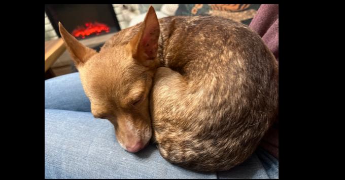 Enlarge Sage, a Adoptable mixed breed in New York, NY image 4/6