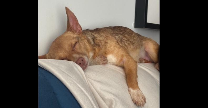 Enlarge Sage, a Adoptable mixed breed in New York, NY image 6/6