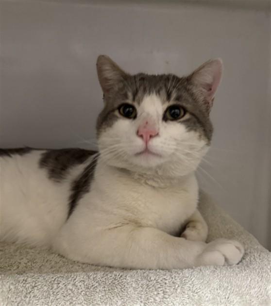 TRUCKER, Adoptable, Adult Male Domestic Short Hair.