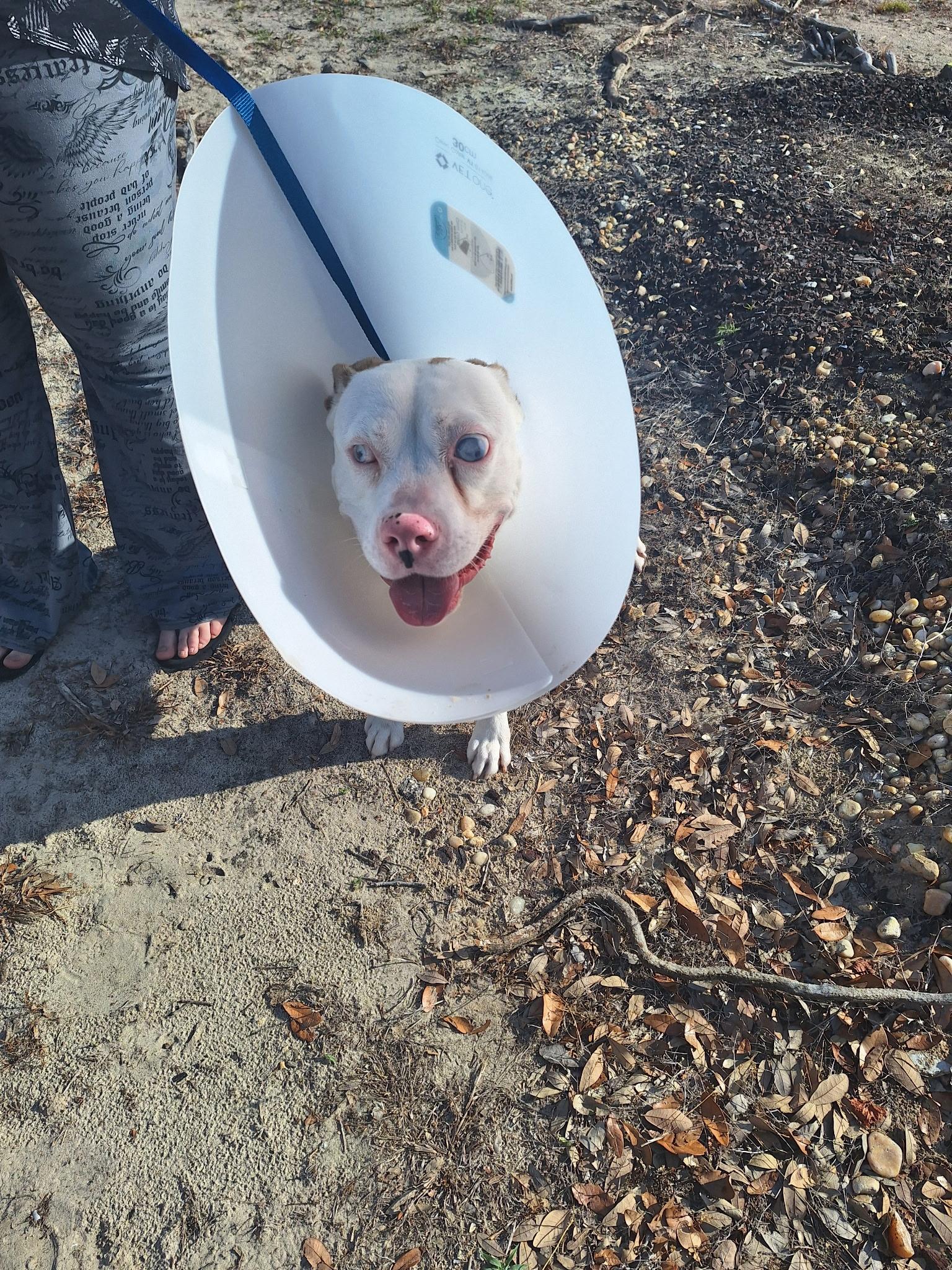 Sol, Adoptable, Young Male Pit Bull Terrier.