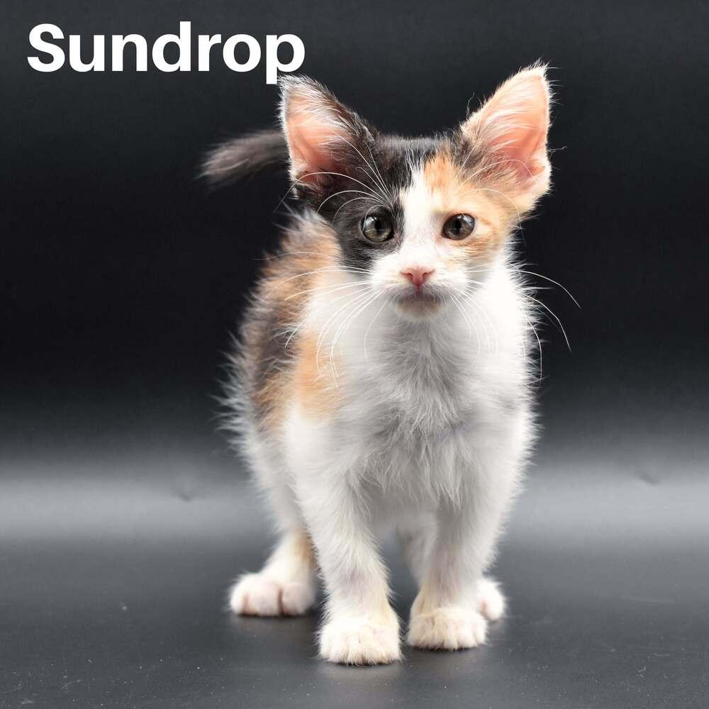 Enlarge Sundrop, a Adoptable Domestic Short Hair in Chicago, IL image 1/5
